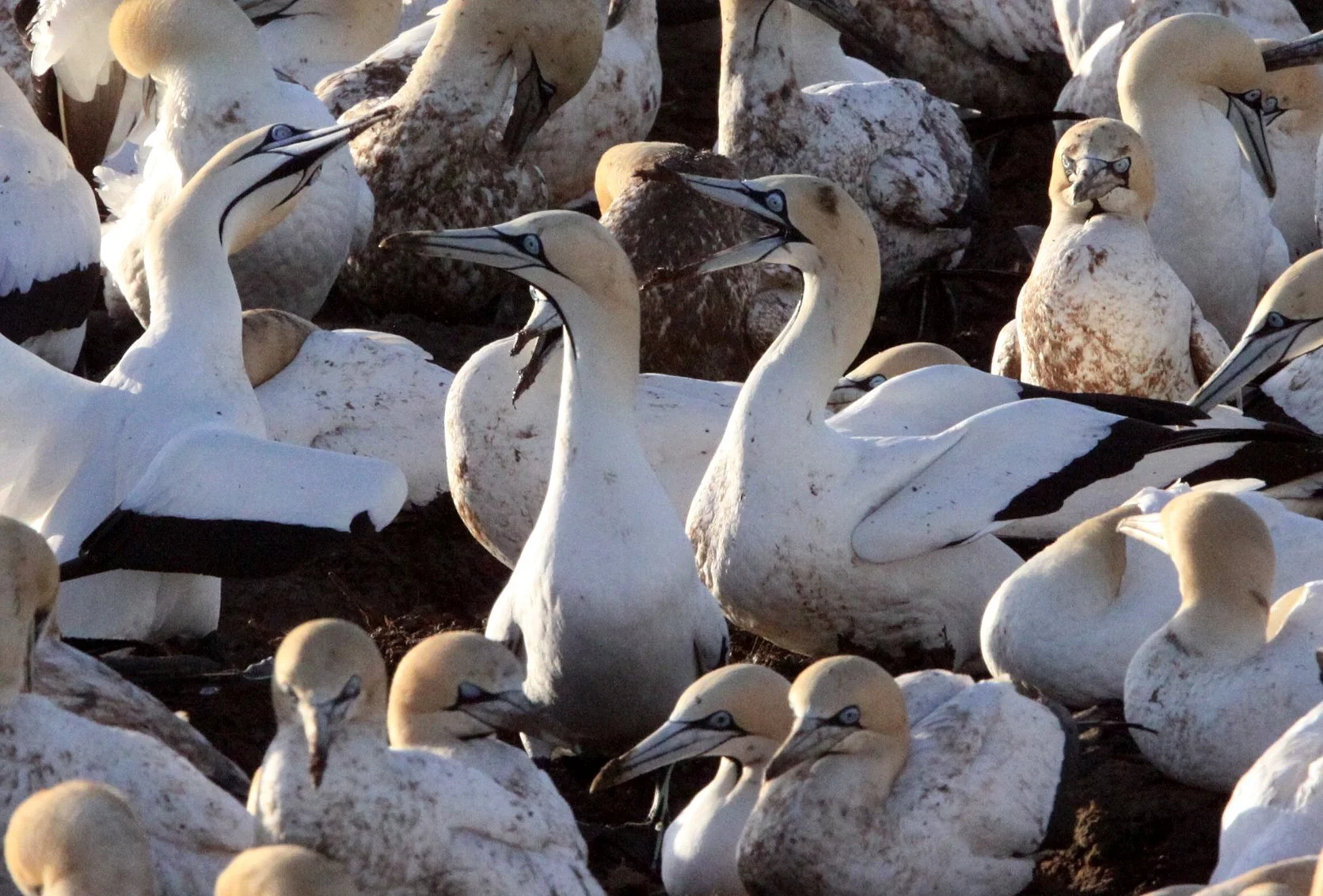 Cape gannet (Morus capensis) Lambert's Bay South Africa (22).JPG