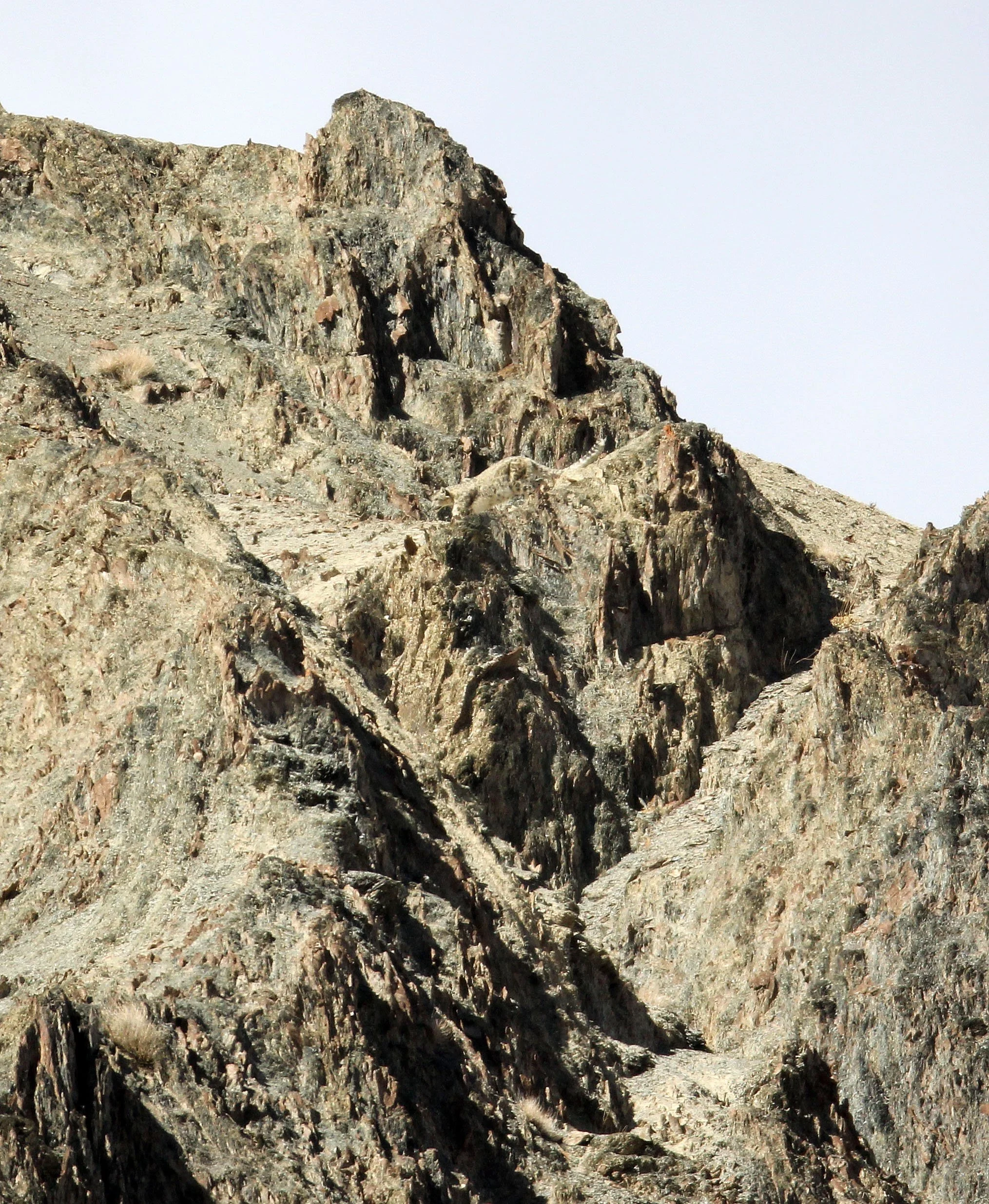 Panthera uncia - SNOW LEOPARD - HEMIS NATIONAL PARK - LADAKH INDIA - JAMMU & KASHMIR STATES (120).JPG