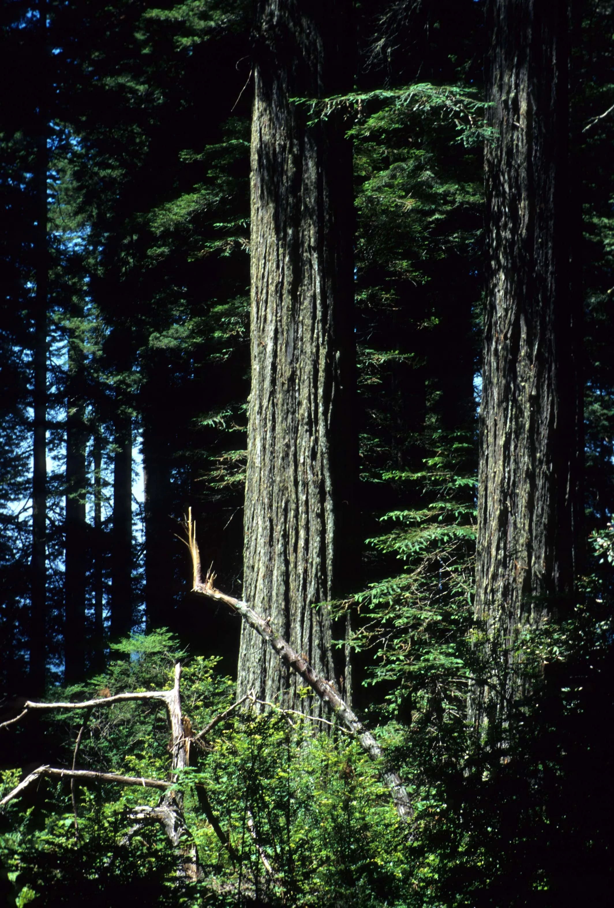 CALIFORNIA - REDWOODS NP - SEQUOIA SEMPERVIRENS - COAST REDWOODS (5).jpg