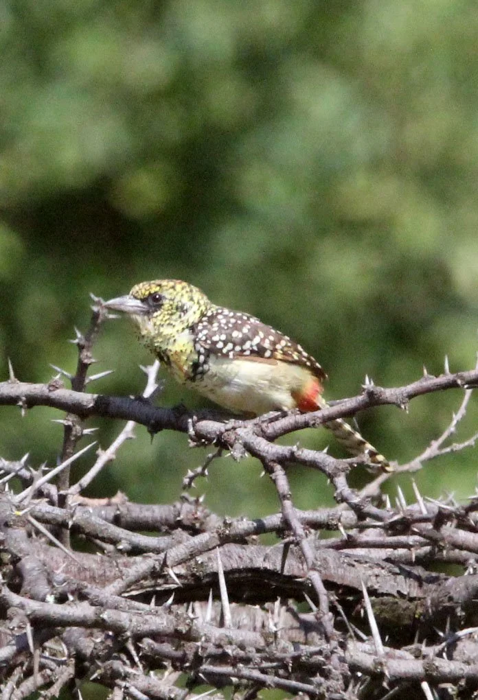 BARBET - USAMBIRO BARBET - Trachyphonus usambiro - MASAI MARA NATIONAL PARK KENYA (8).JPG
