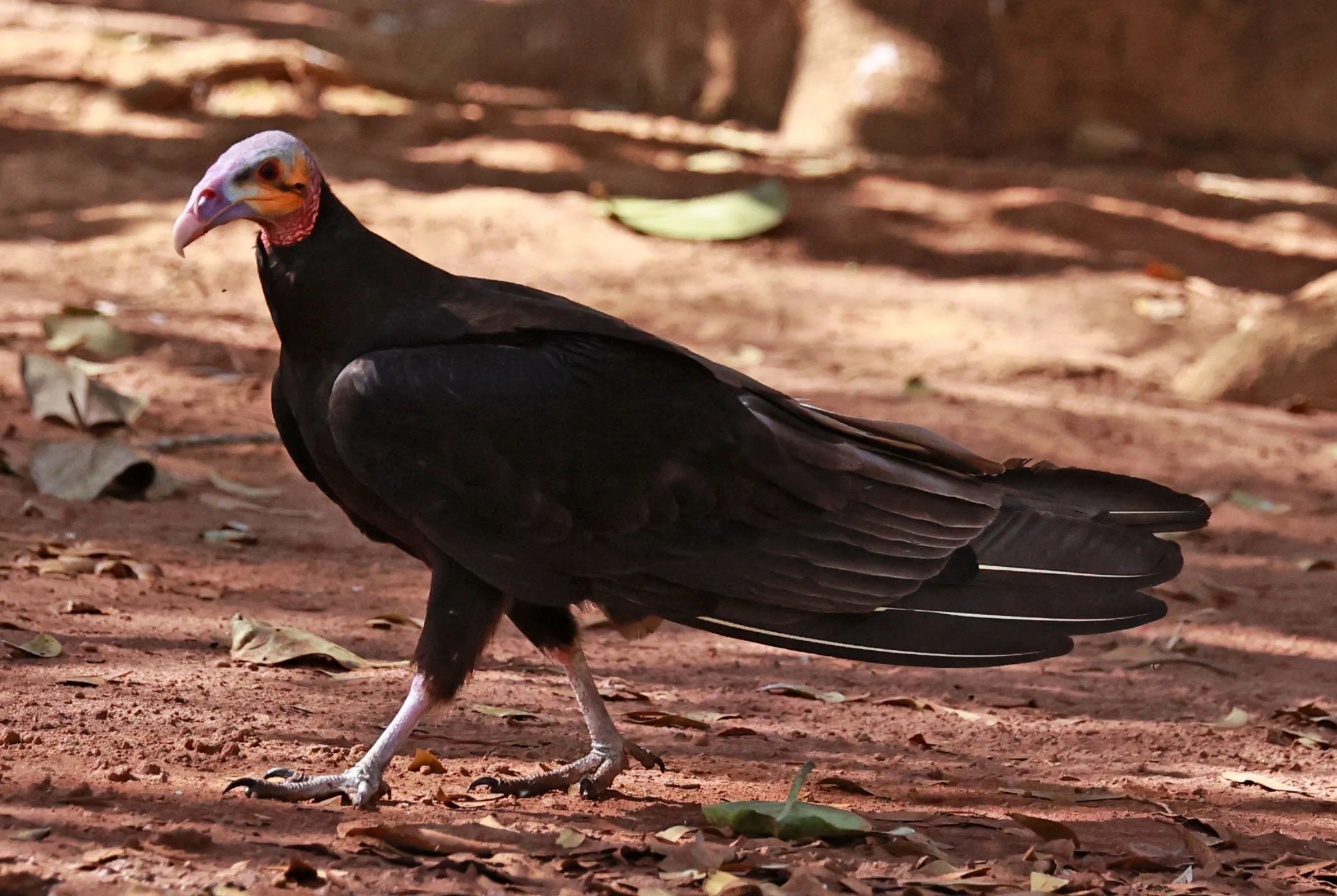 Vulture - Lesser Yellow-headed Vulture - Cathartes burrovianus - Emas National Park, Goias Brazil (1).jpg