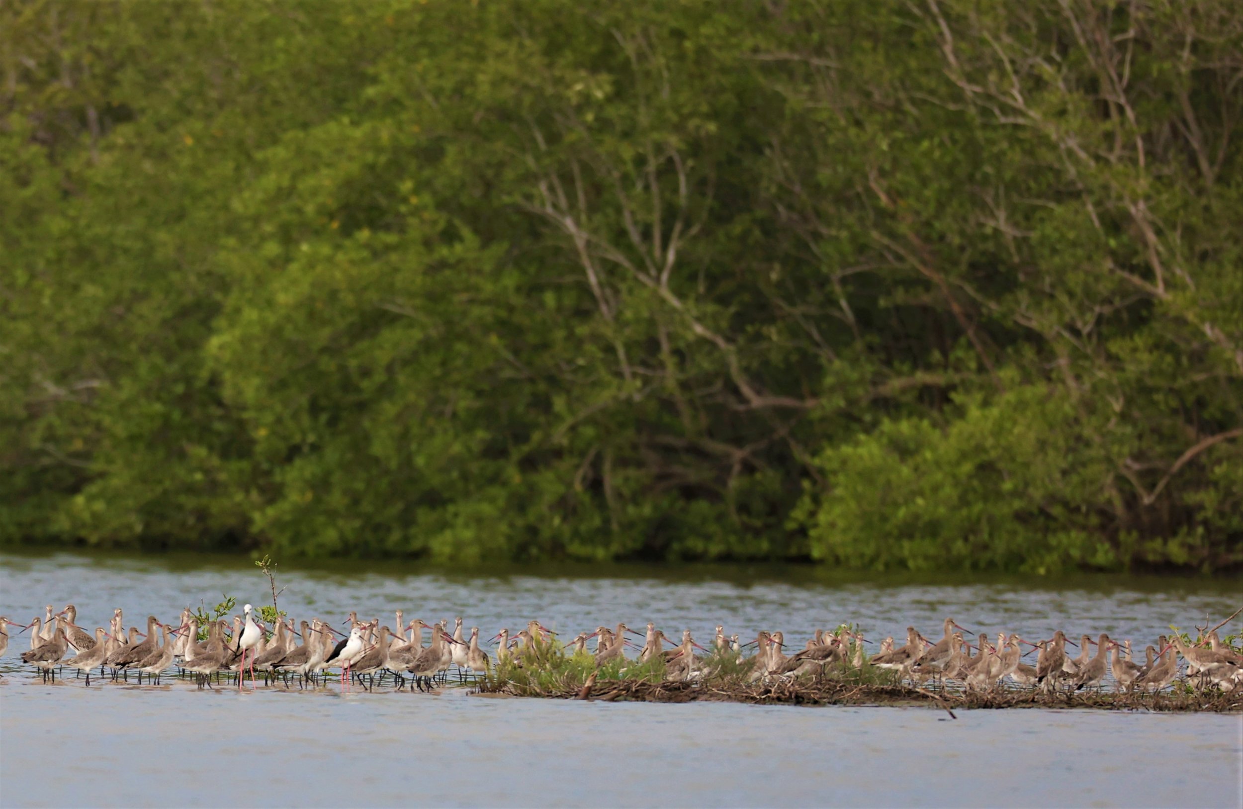 GODWIT - BLACK-TAILED GODWIT - Limosa limosa - BANG PU MANGROVE FOREST RESERVE SEP 21 21 (16).jpg