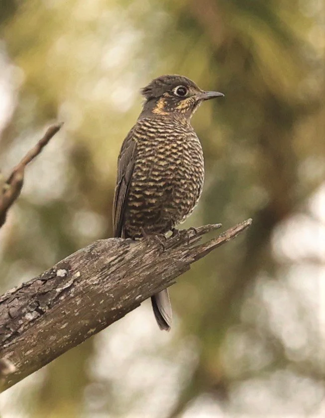 ROCK-THRUSH - CHESTNUT-BELLIED ROCK-THRUSH - Monticola rufiventris - KIEW LOM CAMPGROUND, DOI PHA HOM POK NATIONAL PARK CHIANG MAI (19).jpg