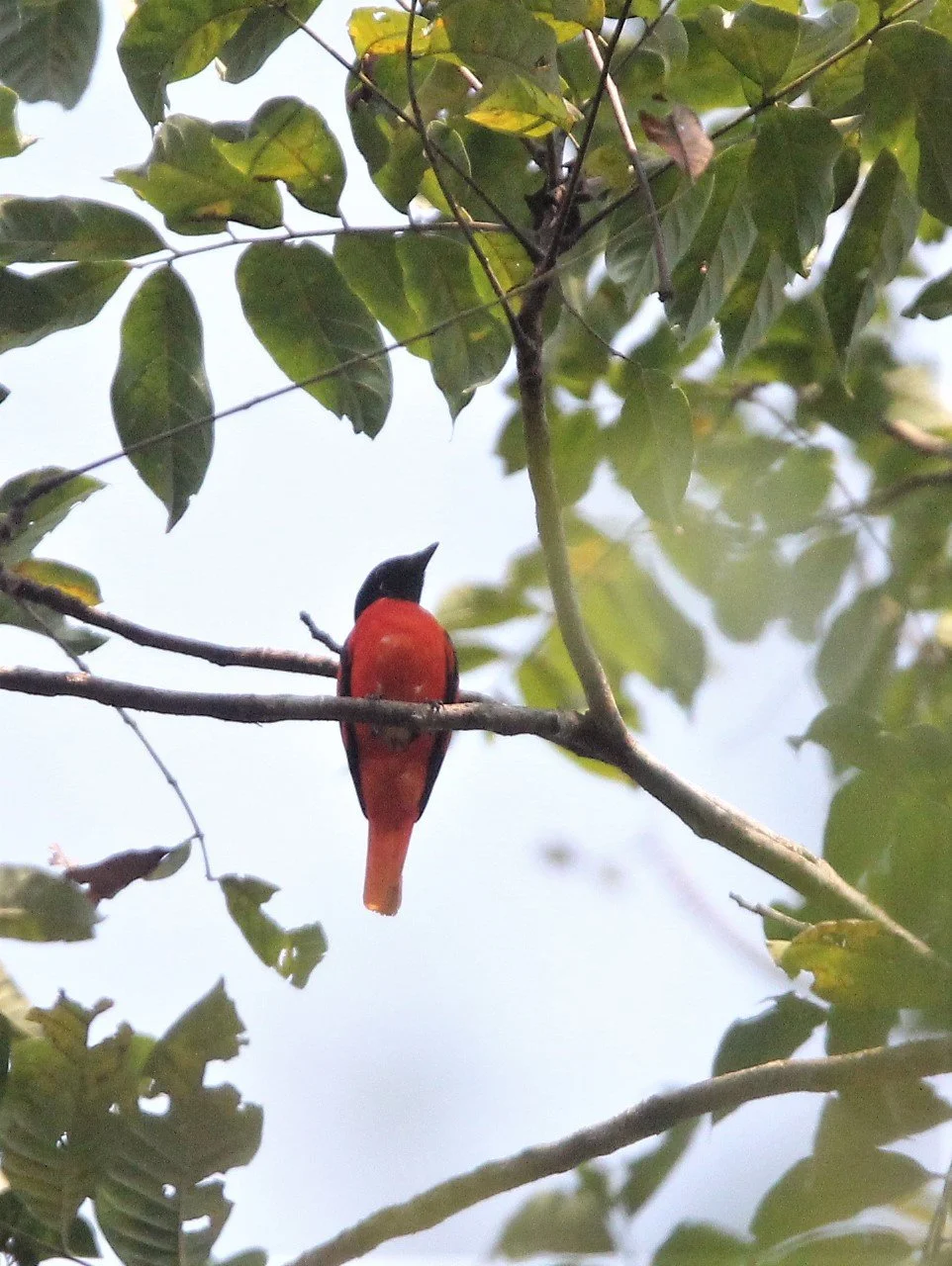 Scarlet Minivet (Pericrocotus speciosus) Kaeng Krachan NP Thailand (21).jpg
