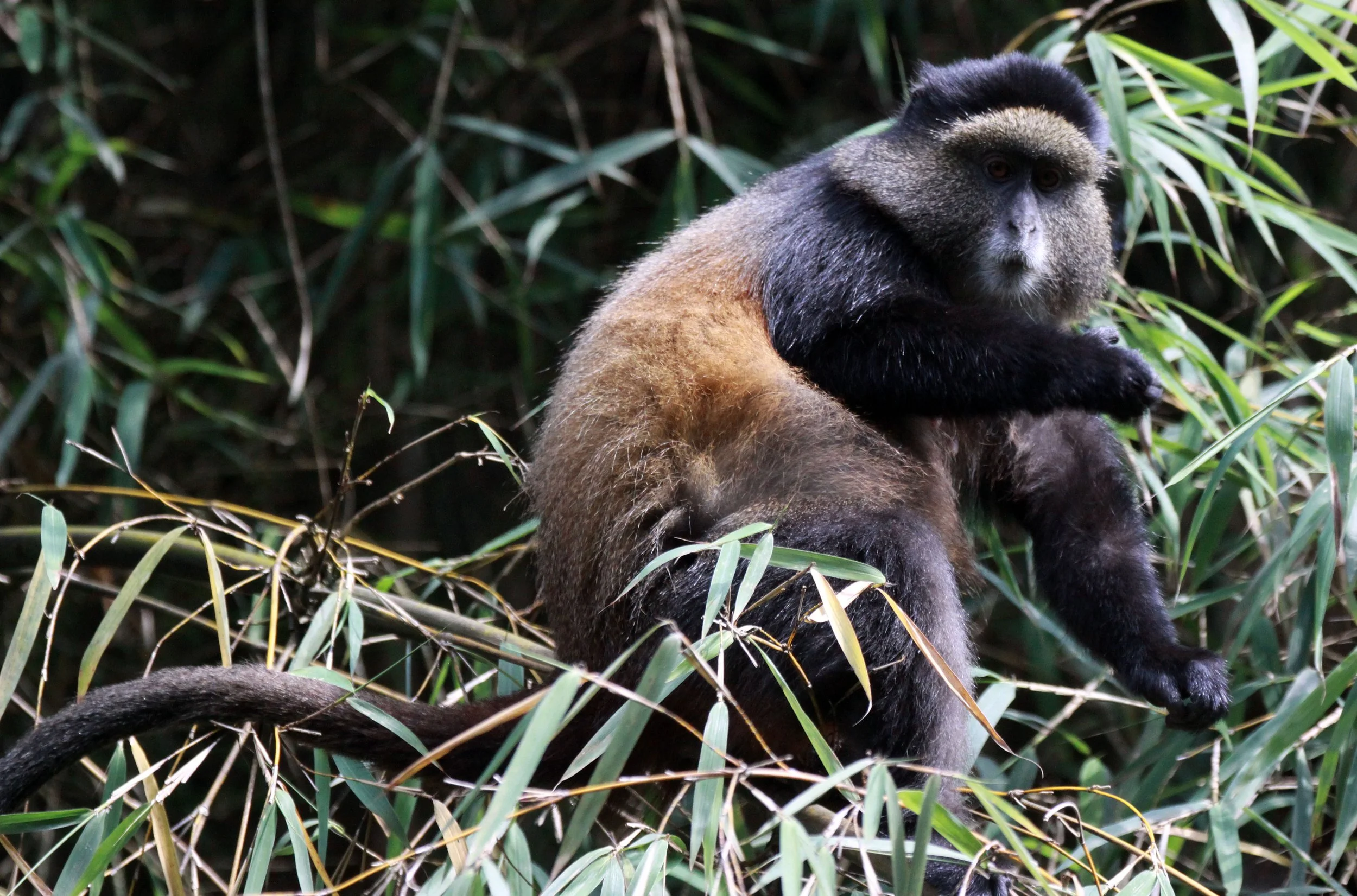 CERCOPITHECIDAE - Cercopithecus kandti - VIRUNGA GOLDEN MONKEY - PARK DU VULCANS RWANDA (360).JPG
