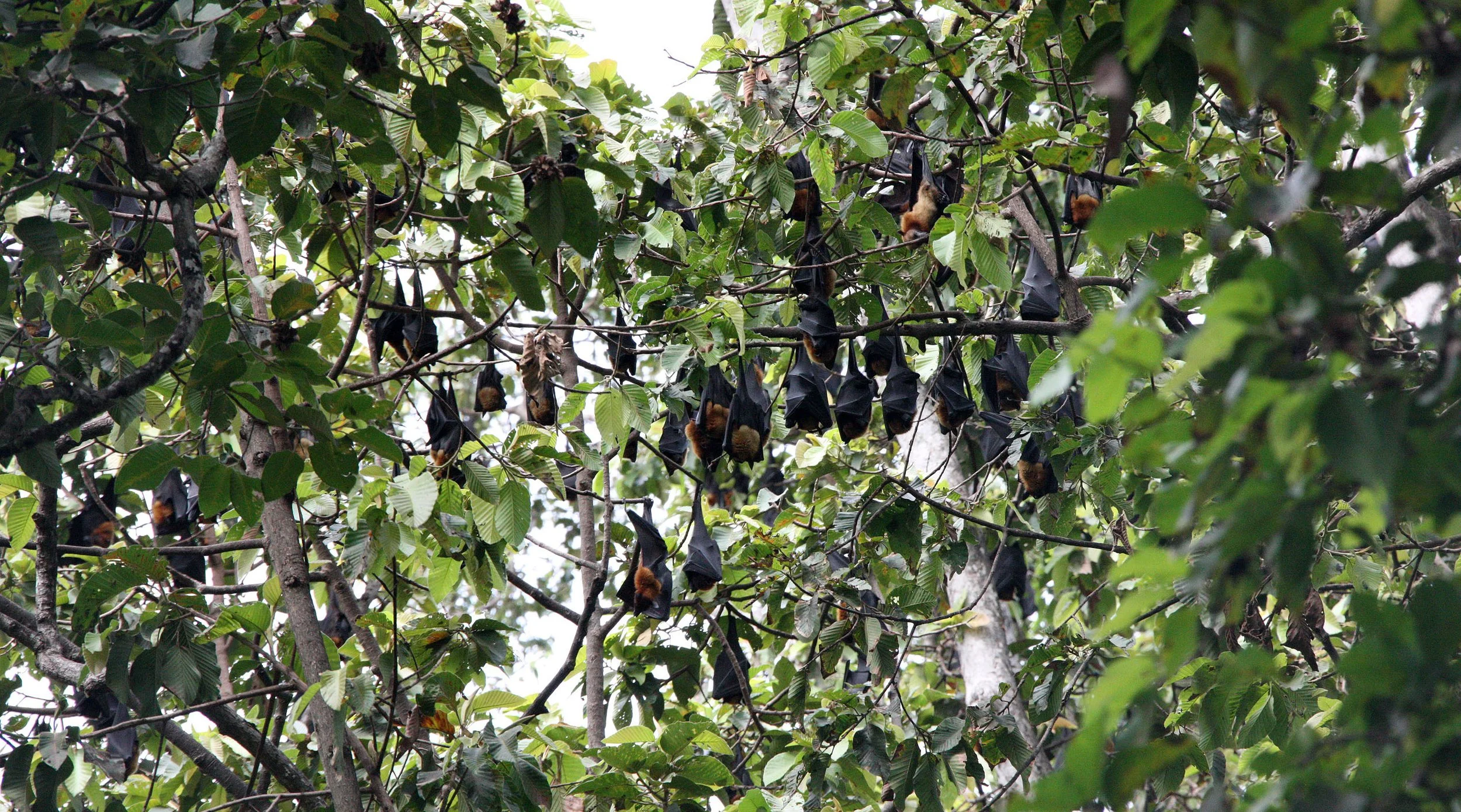 CHIROPTERA - LYLE'S FLYING FOX - SIEM REAP CAMBODIA (8).JPG