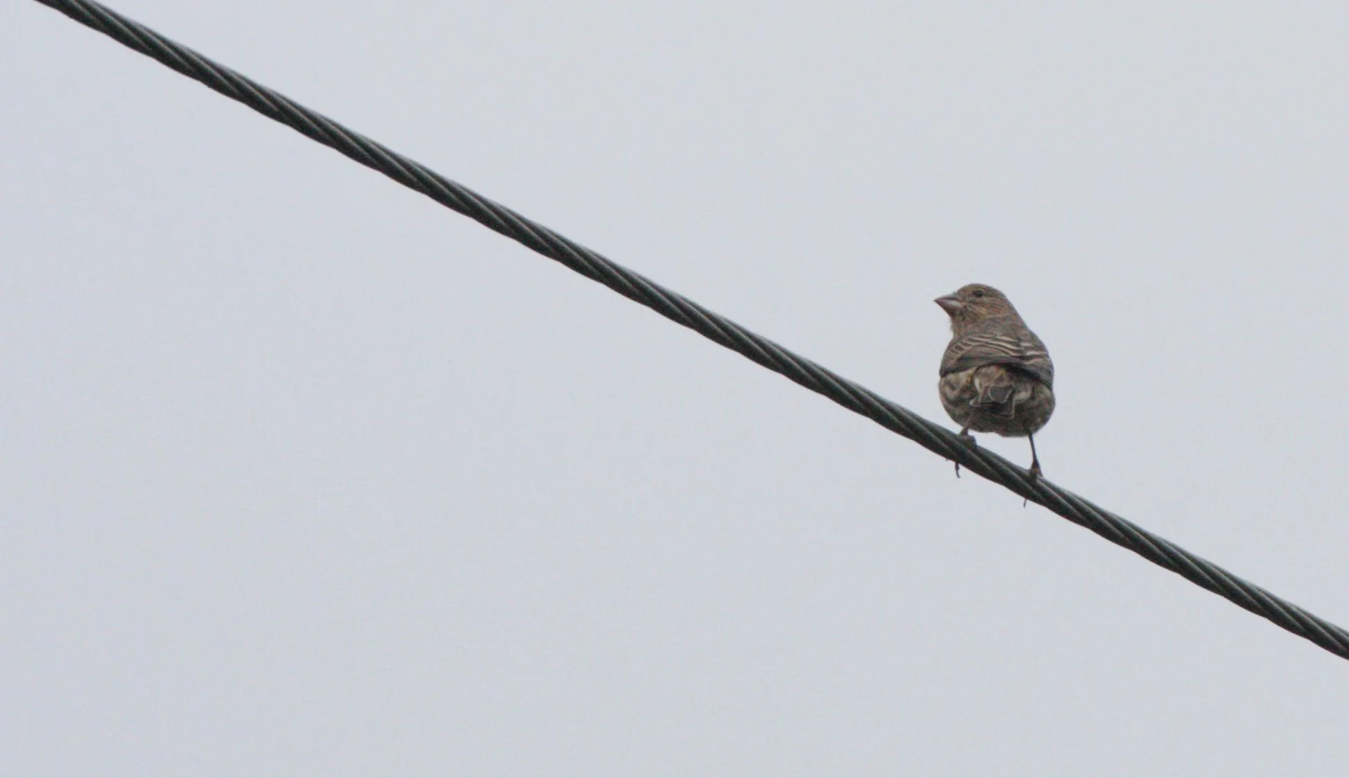 Yellow-rumped Warbler (Setophaga coronata) Sequim Washington (only image)