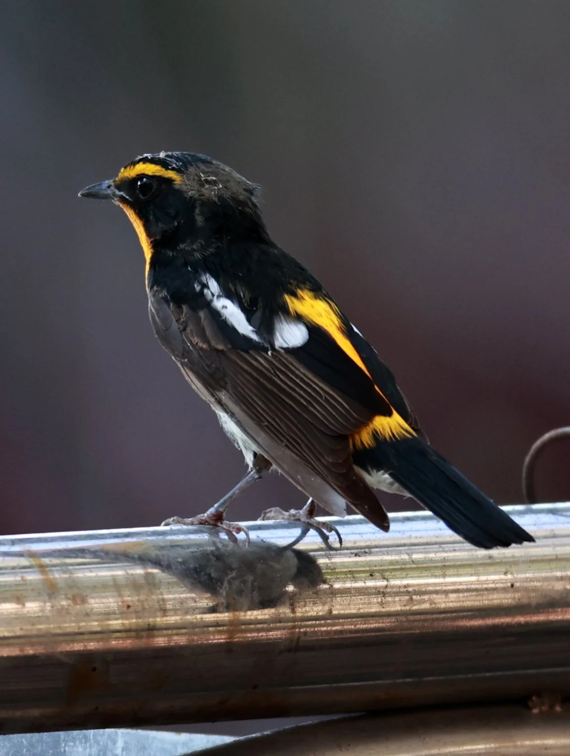 Flycatcher - Narcissus Flycatcher - Ficedula narcissina - Bang Pu Mangrove Forest Reserve, Samut Prakan March 30, 2024 (29).jpg