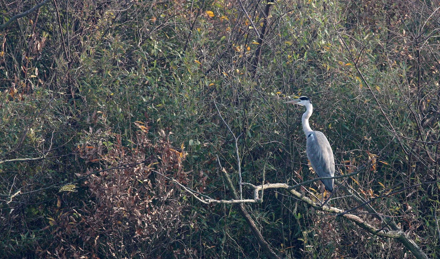 HERON - GREY HERON - Ardea cinerea - NANJI HILL RESERVE POYANG LAKE, JIANGXI PROVINCE, CHINA (15).JPG