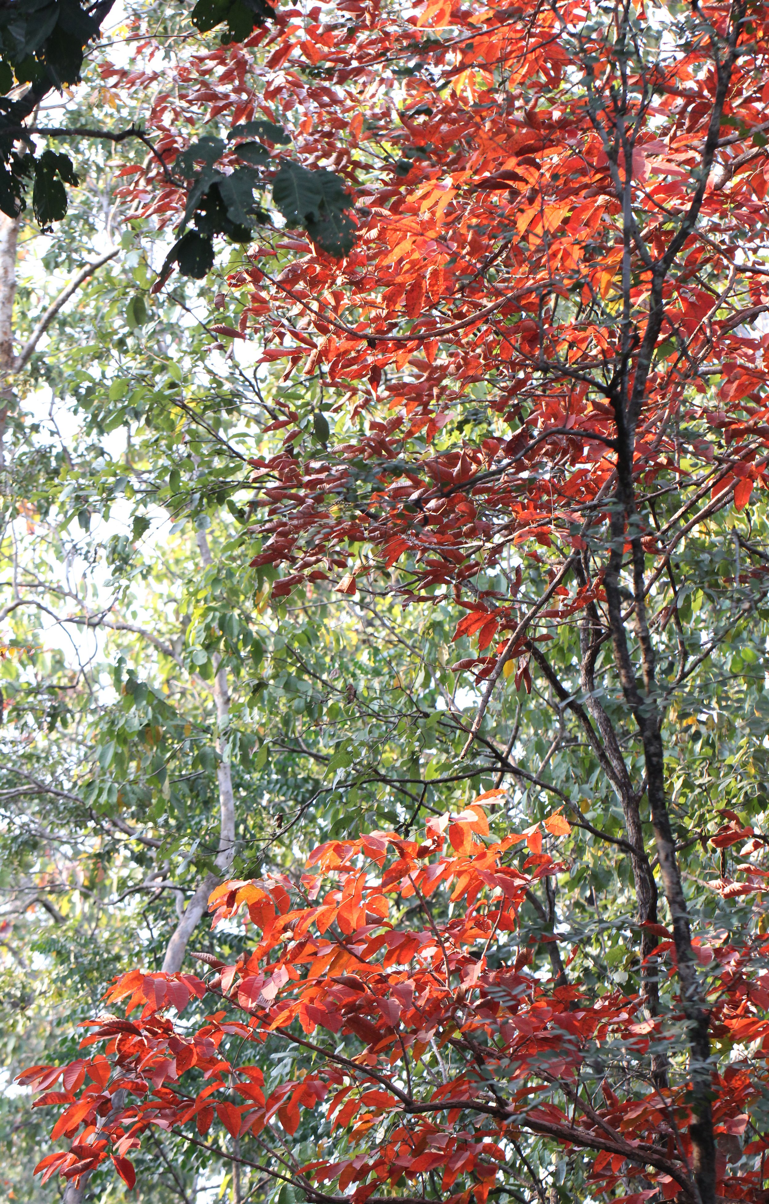 2014 Huai Kha Khaeng Bruce Kekule Trip (96).JPG