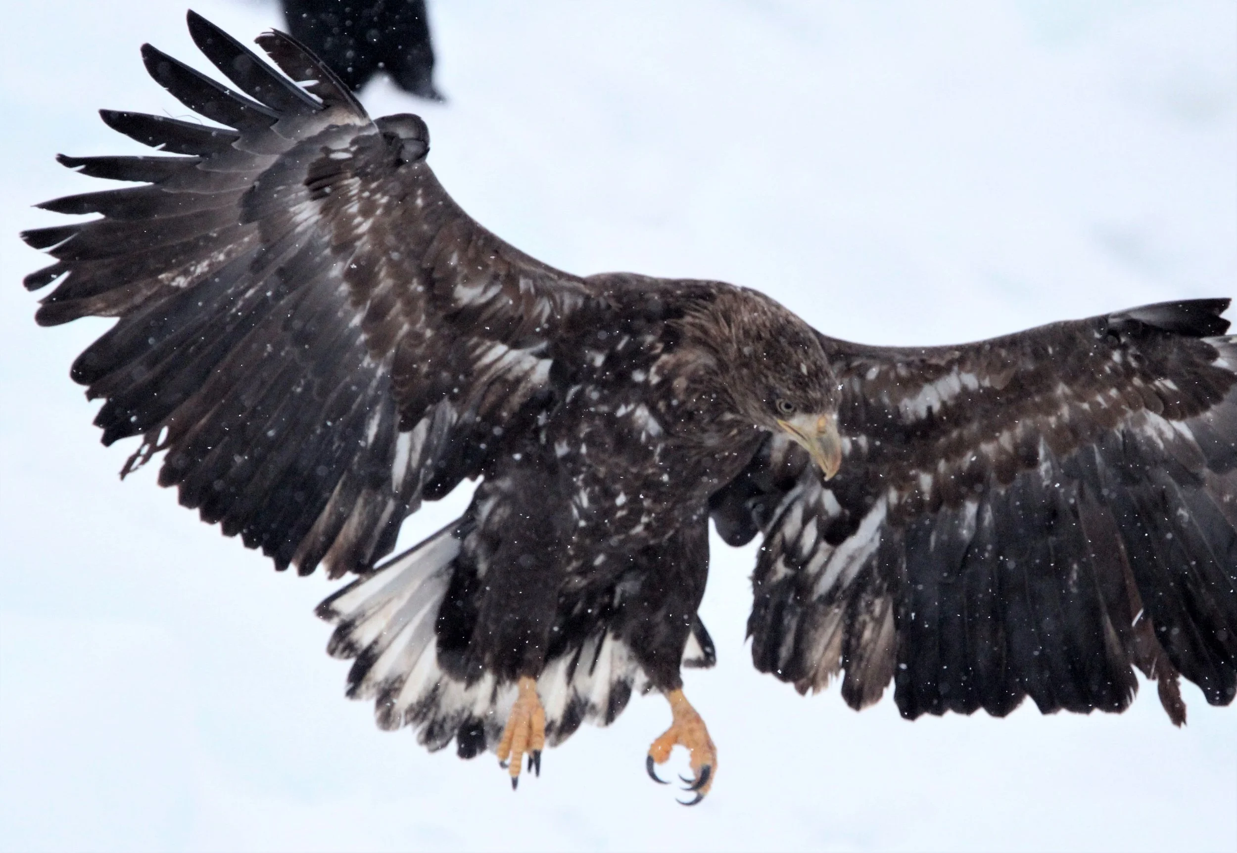 Haliaeetus albicilla - WHITE-TAILED EAGLE - RAUSU, SHIRETOKO PENINSULA, HOKKAIDO JAPAN aa.jpg