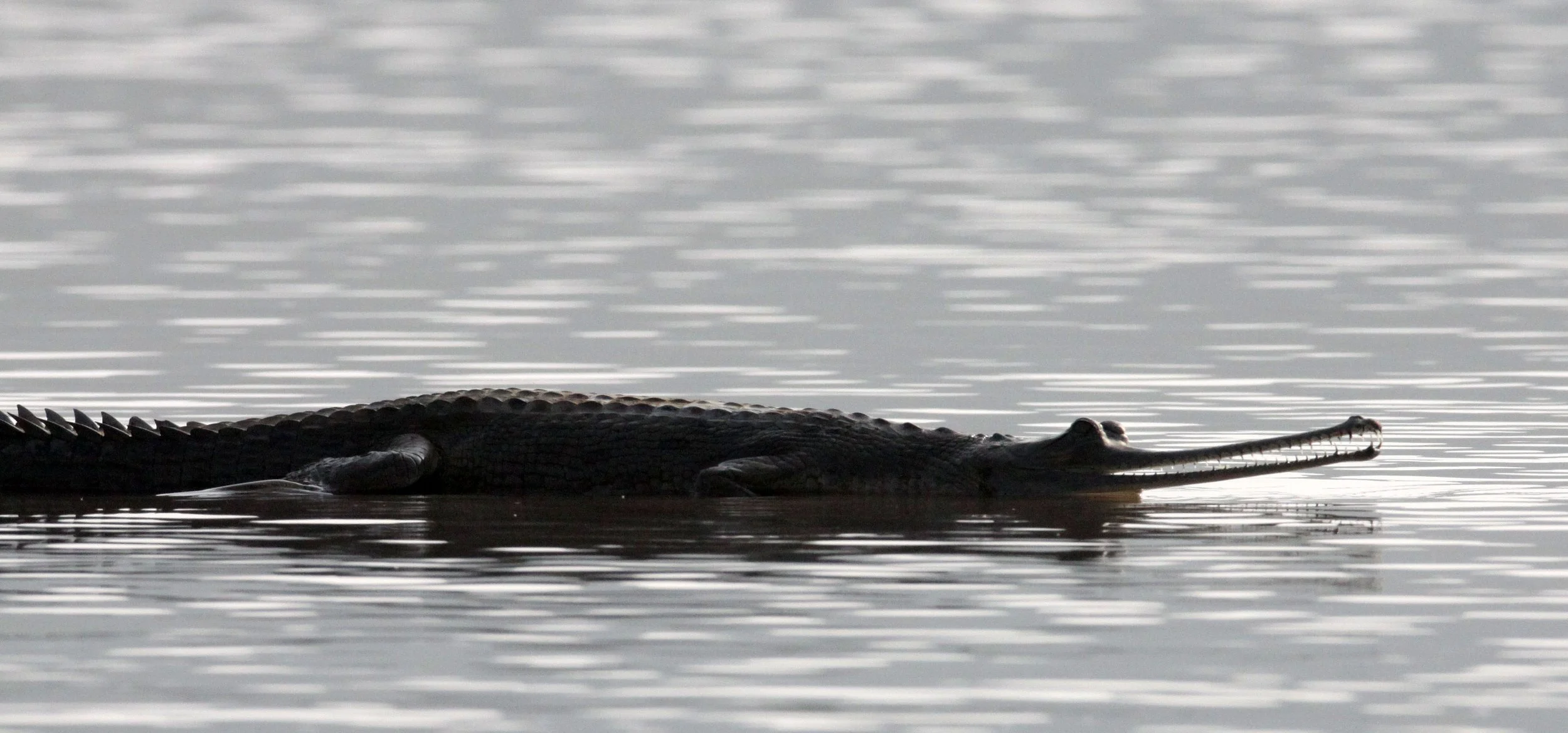Gavialis gangeticus - GHARIAL CROCODILE - CHAMBAL RIVER SANCTUARY INDIA (43).JPG