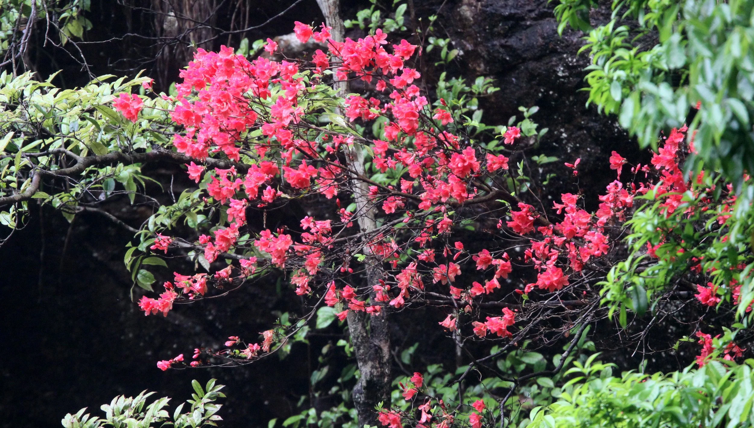 GUNIUJIANG NATURE RESERVE - ANHUI PROVINCE CHINA (96).JPG