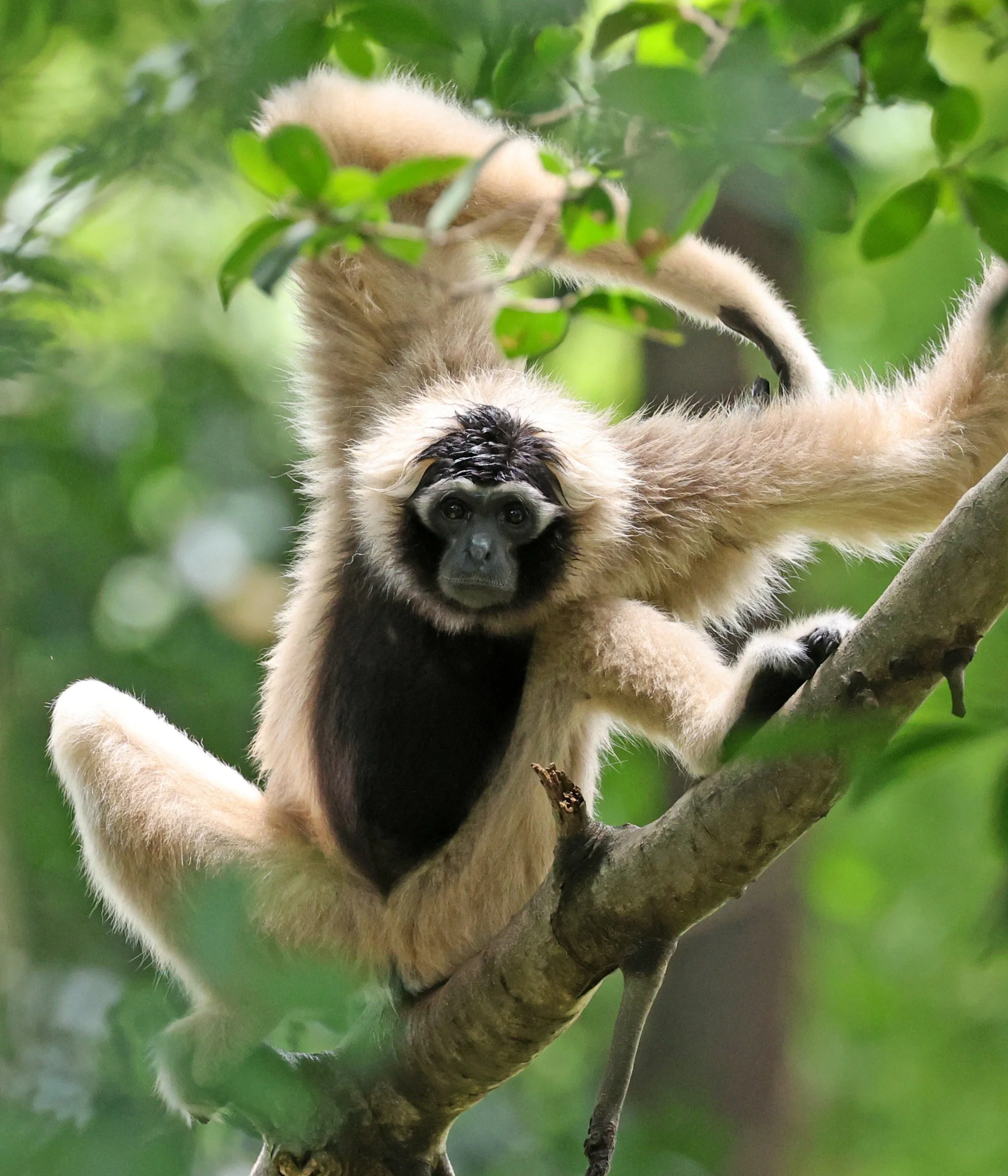 Pileated Gibbon (Hylobates pileatus) Pang Sida National Park