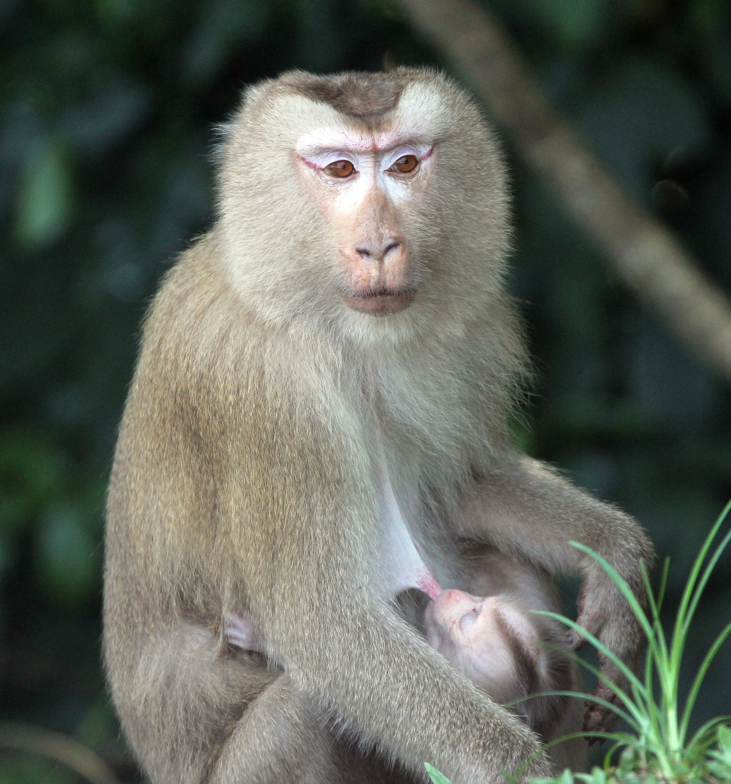 CERCOPITHECIDAE - Macaca leonina - NORTHERN PIG-TAILED MACAQUE - KHAO YAI NATIONAL PARK THAILAND (38).JPG