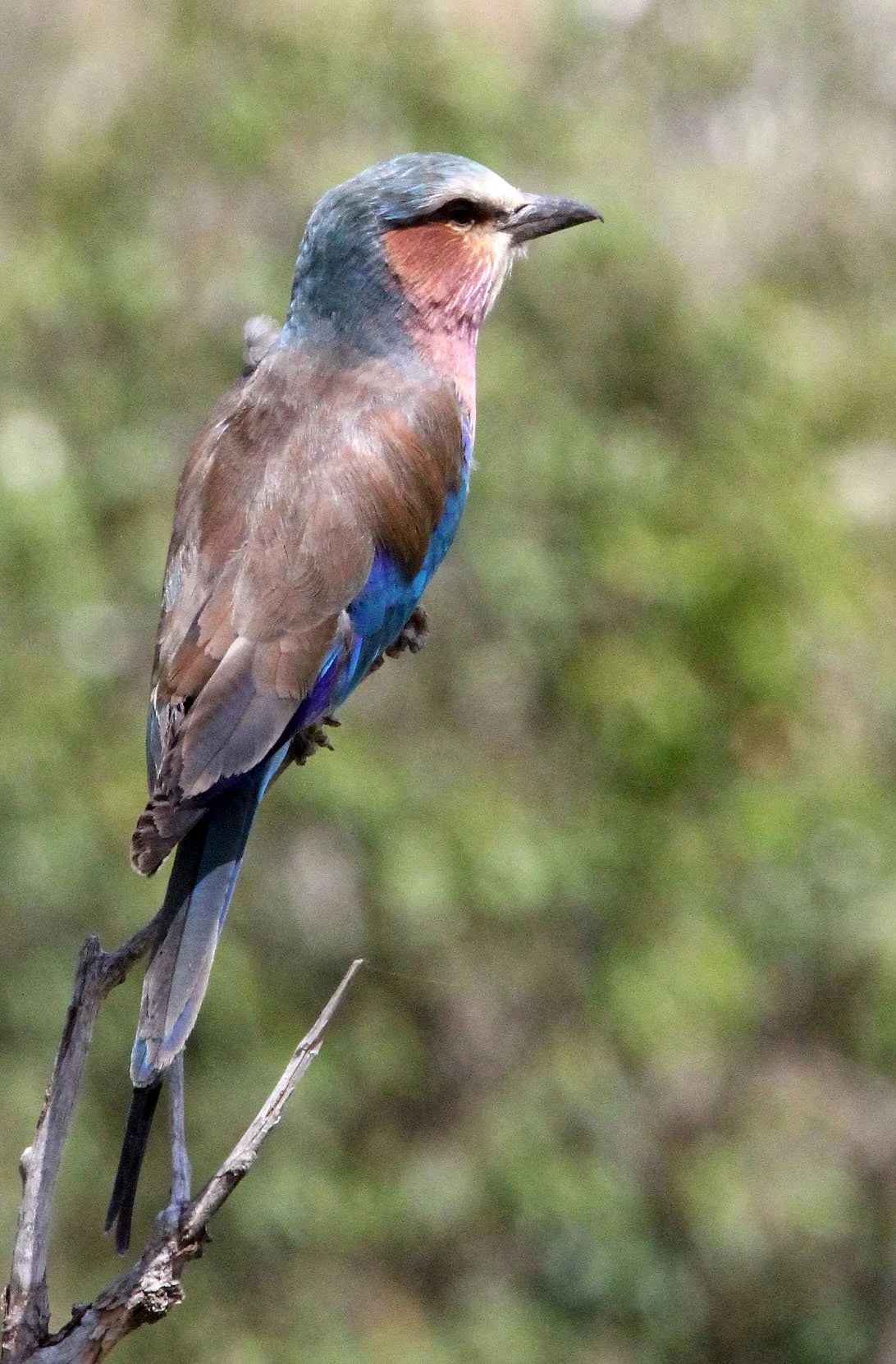 Lilac-breasted Roller (Coracias caudatus) Masai Mara NP Kenya (10).JPG
