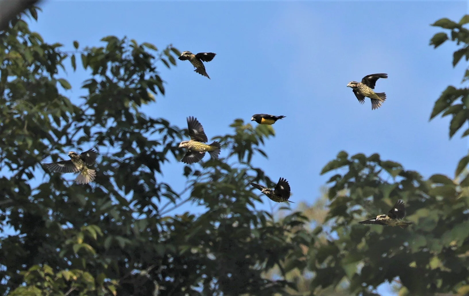 Spot-winged Grosbeak (Mycerobas melanozanthos) Fang Hotsprings Chiang Mai Thailand (3).jpg
