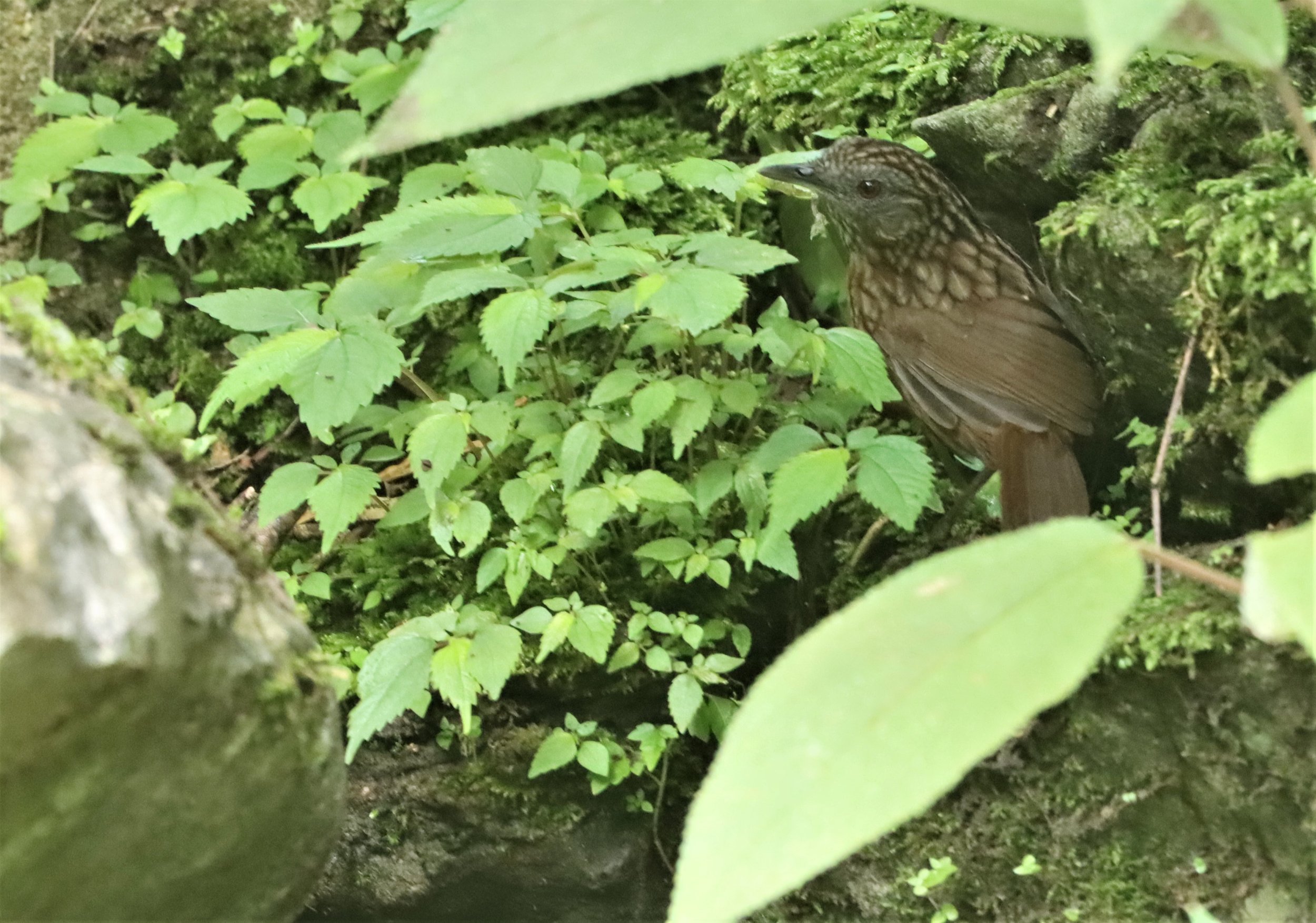 WREN-BABBLER - STREAKED WREN-BABBLER - Gypsophila brevicaudata - DOI ANG KANG CHIANG MAI (4).jpg