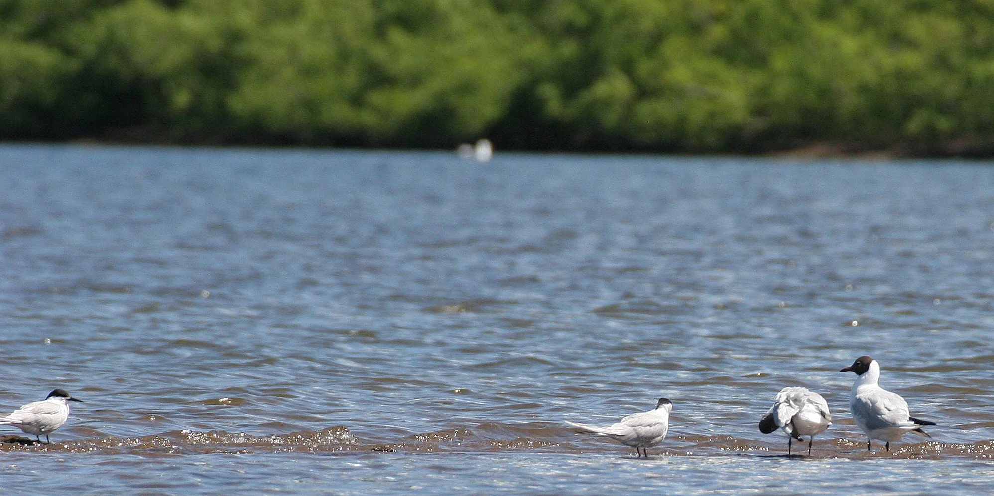 BIRD - GULL - BLACK-HEADED GULLS WITH COMMON TERNS - KAMCHATKA INTERIOR - DUCK LAKES.jpg