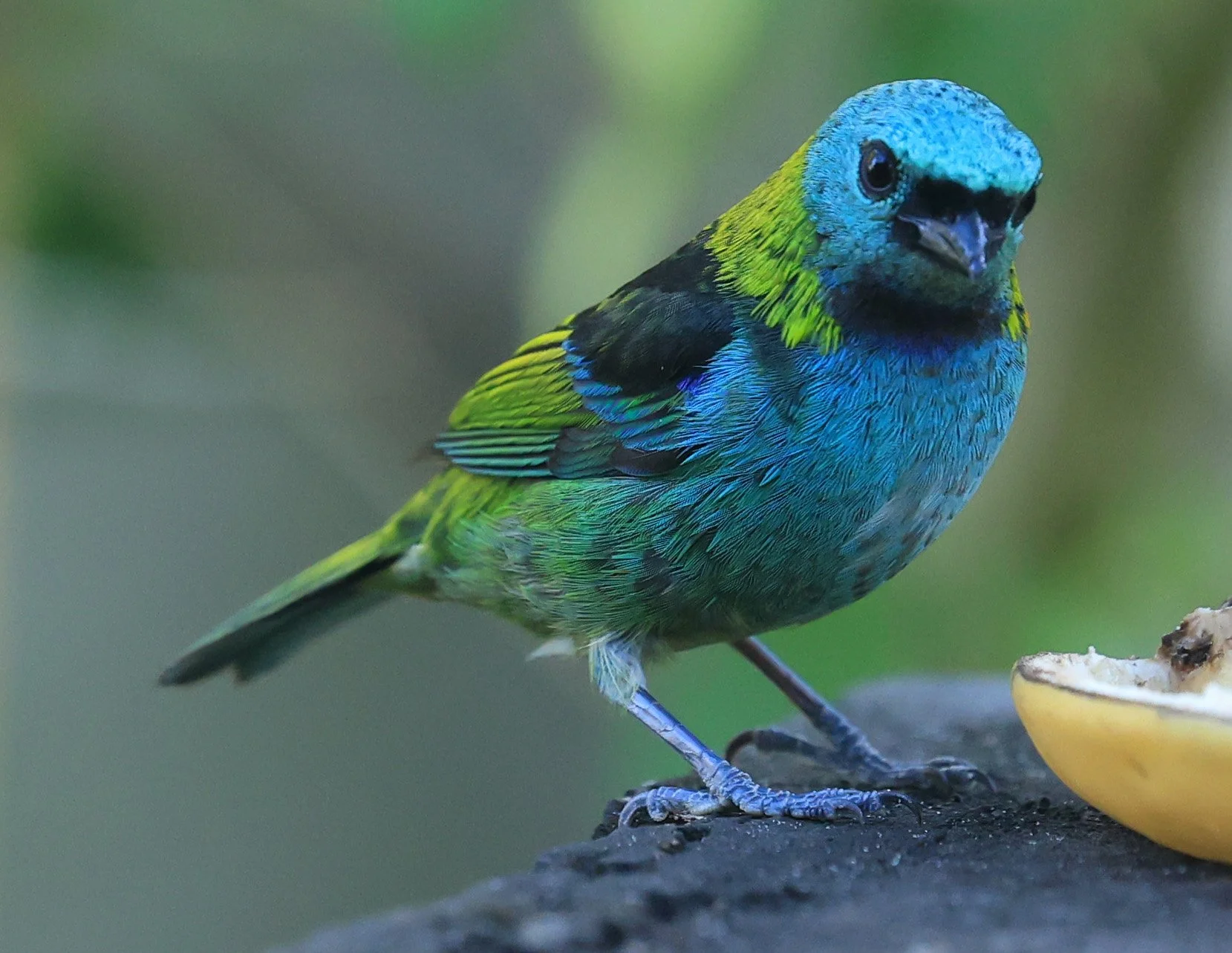 Green-headed Tanager (Tangara seledon)  Superagui National Park, Brazil (238).jpg