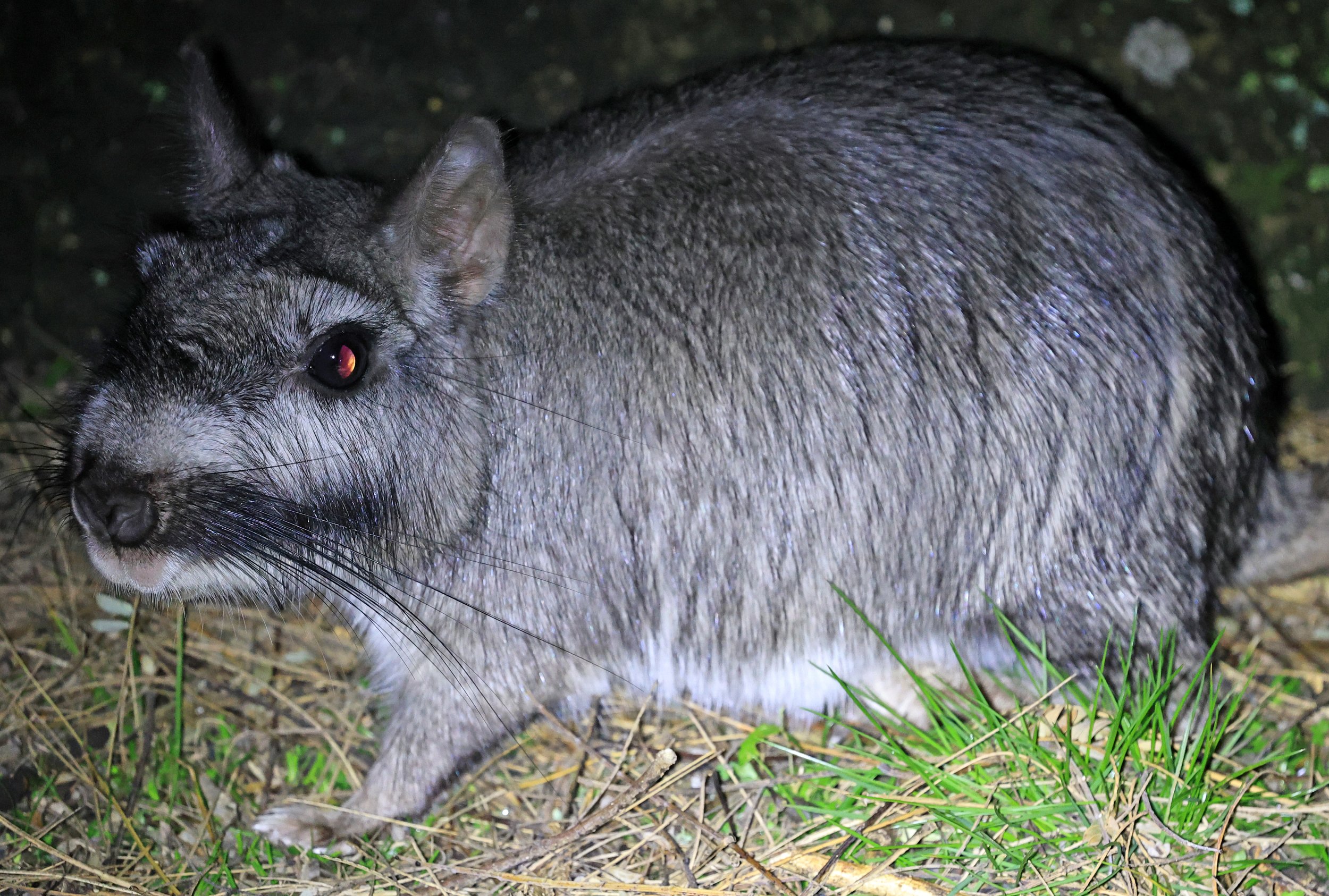 Plains Vizcacha (Lagostomus maximus) El Palmar National Park, Entre Rios, Argentina (100).jpg