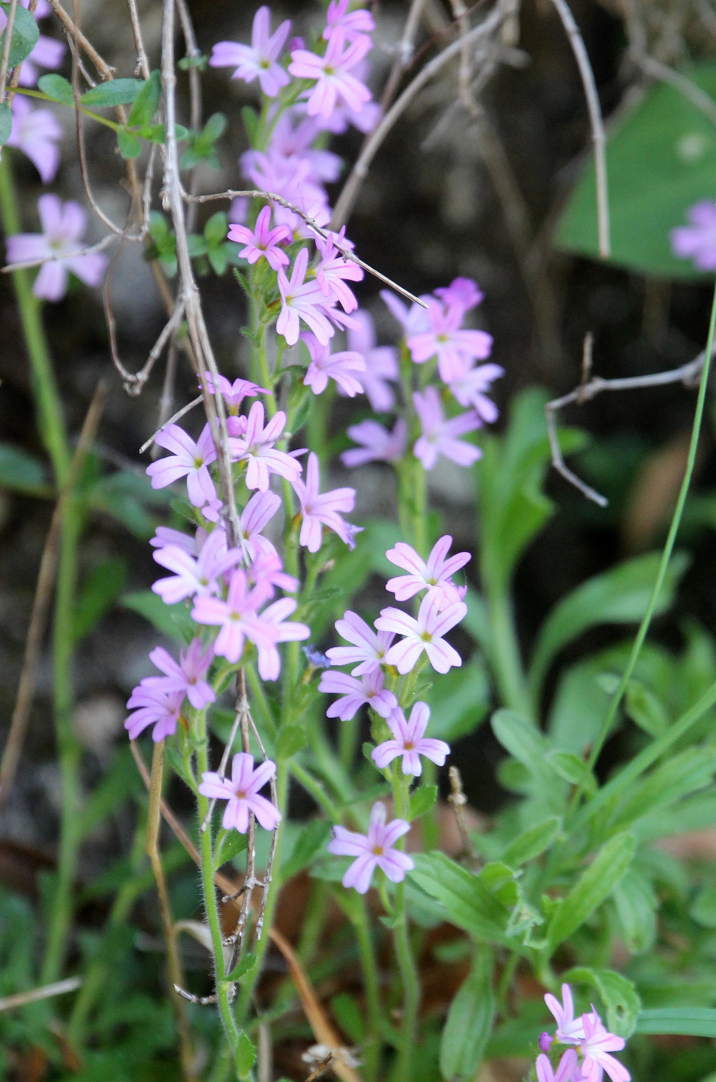 VERCORS NATIONAL PARK FRANCE (48).JPG