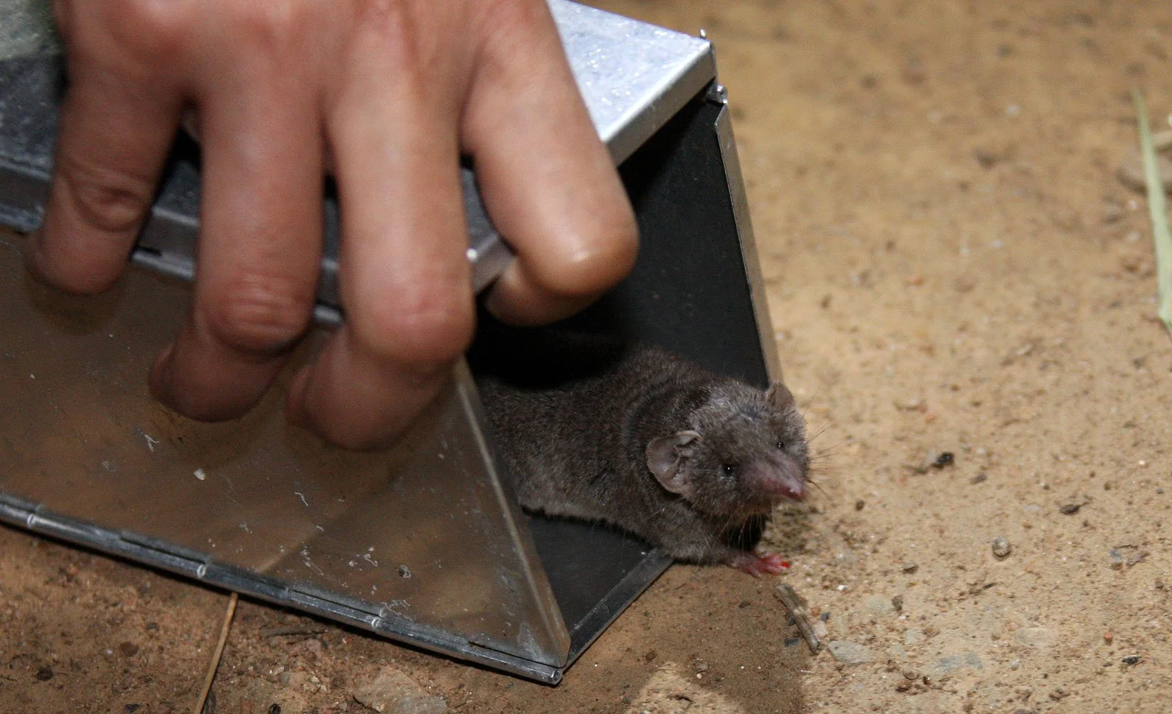 Suncus murinus - ASIAN HOUSE (GREY MUSK) SHREW - ORDER EULIPOTYPHLA - BANDHAVGAR NATIONAL PARK MADHYA PRADESH INDIA (36).JPG