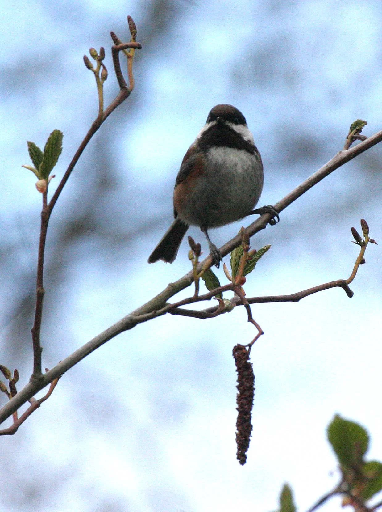 Chestnut-backed Chickadee (Poecile rufescens) Lake Farm Trails, Olympic Peninsula, Washington (32).JPG
