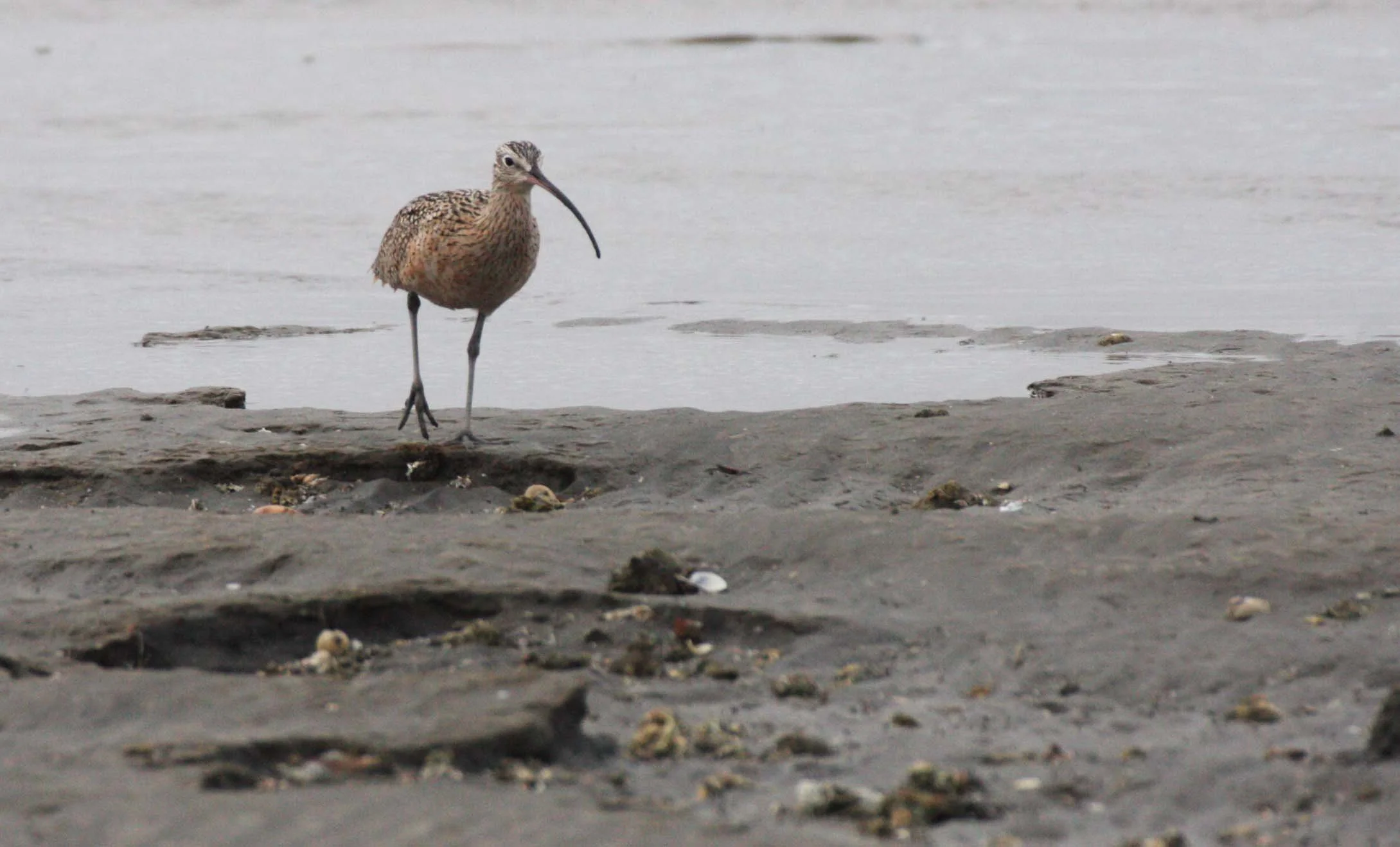 BIRD - CURLEW - LONG-BILLED CURLEW - SAN IGNACIO LAGOON BAJA MEXICO (18).JPG