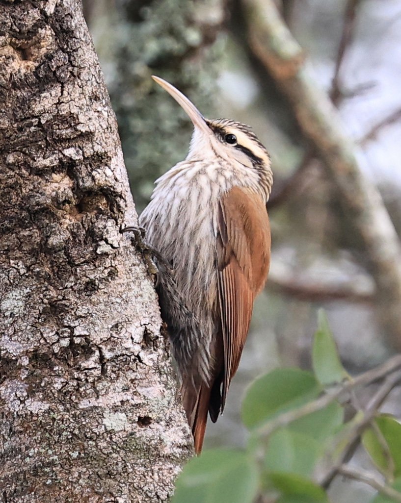 Narrow-billed Woodcreeper (Lepidocolaptes angustirostris) Aurora Chaquena Reserve, Neuland Mennonite Colony Paraguay (8).jpg