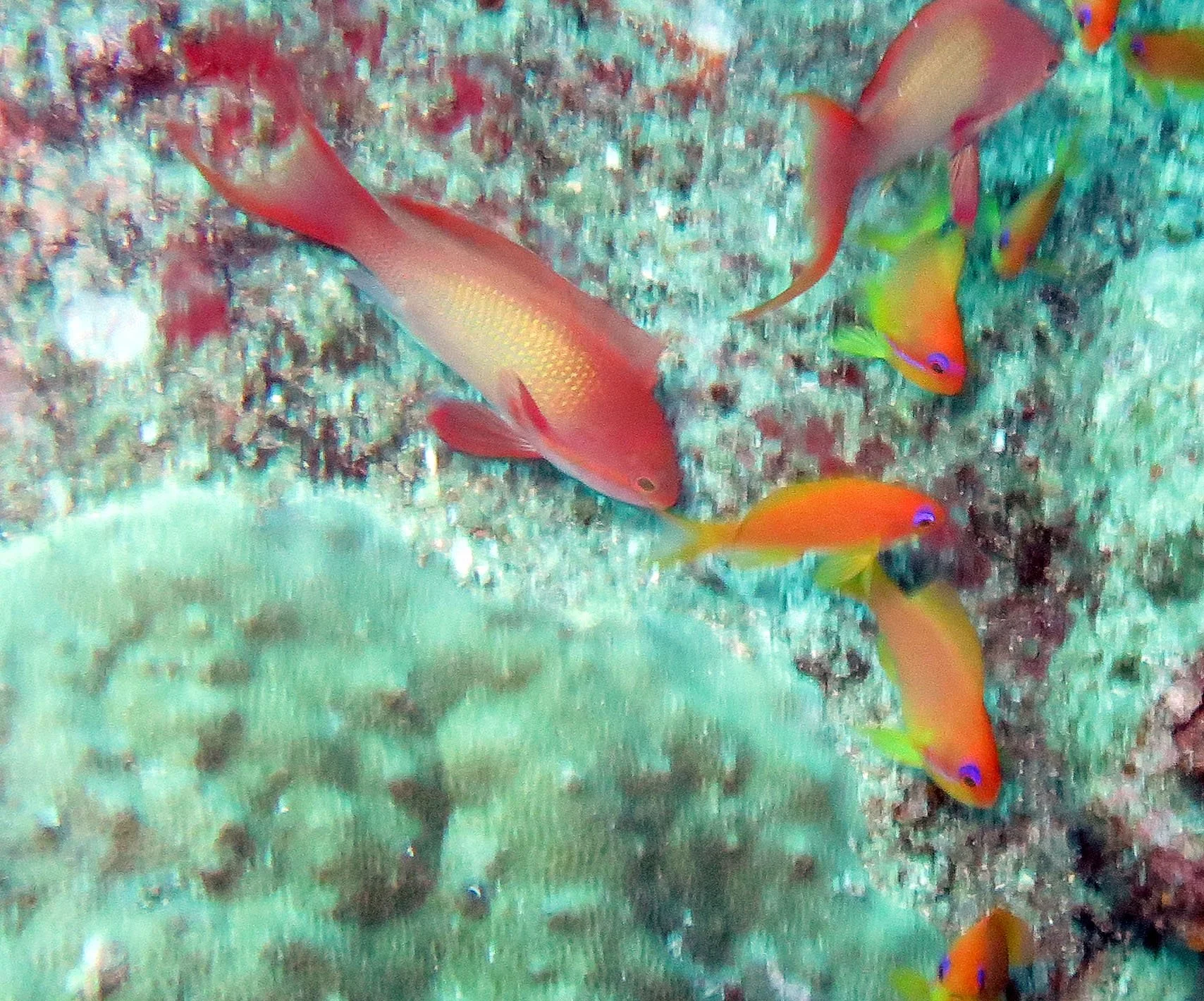 Serranidae - Sea Goldie (Pseudanthias squamipinnis) - Similan Islands, Thailand 