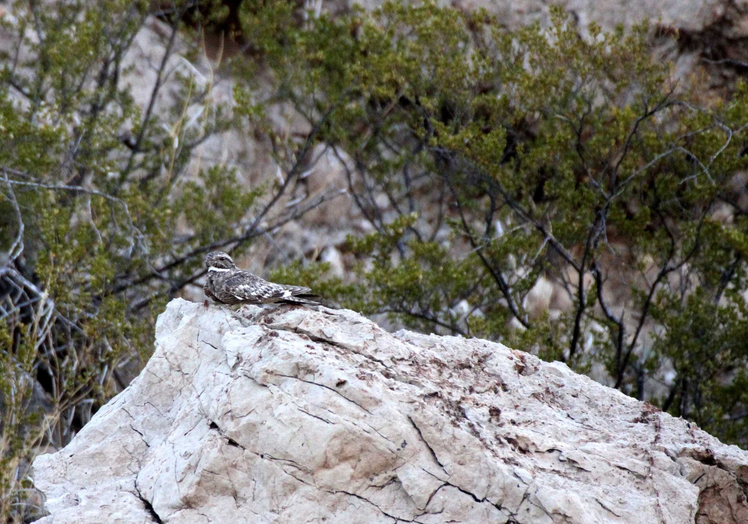 BIRD - NIGHTJAR - COMMON NIGHTHAWK - A MOUNTAIN LAS CRUCES NEW MEXICO (4).JPG