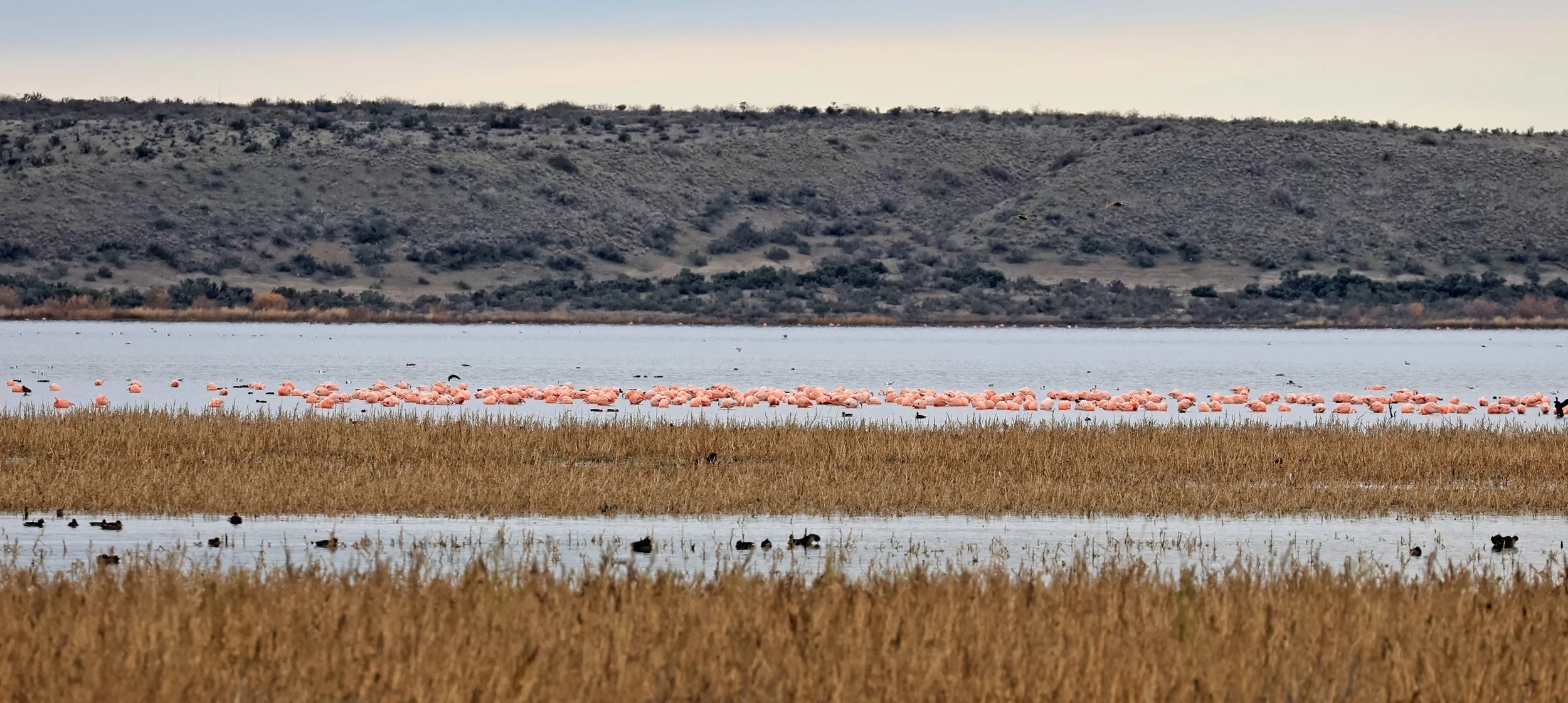 Chilean Flamingo (Phoenicopterus chilensis) Lagunas del Ornitólogo, Trelew Argentina (79).jpg
