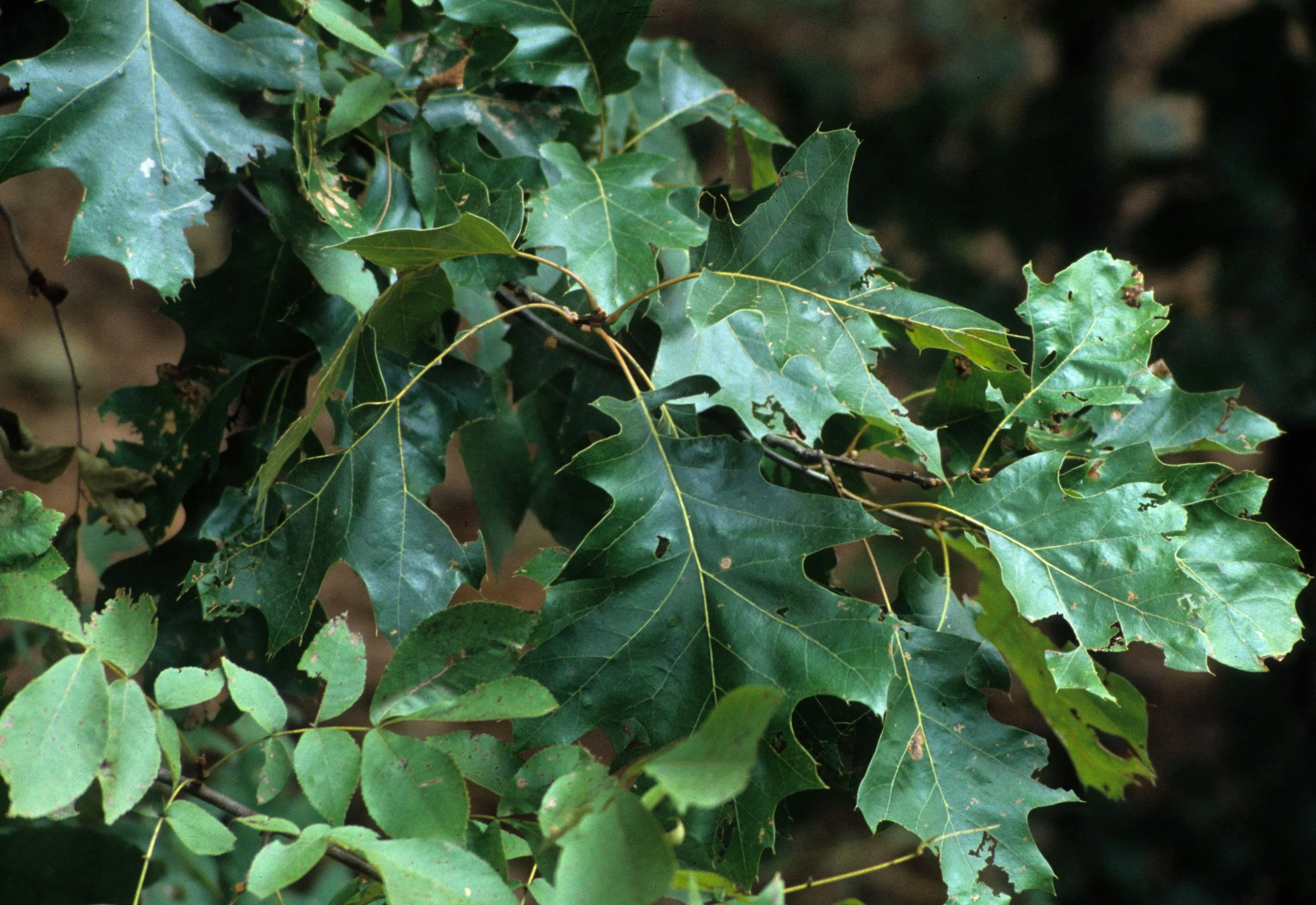 ILLINOIS - QUERCUS SPECIES - OAK.jpg