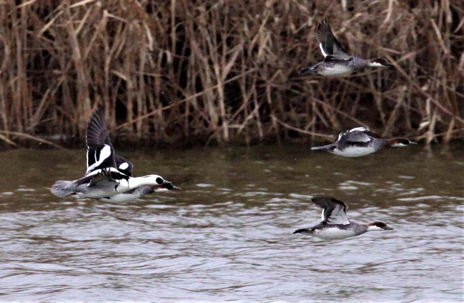 SMEW - Mergellus albellus - YANCHENG CHINA (6)select.jpg