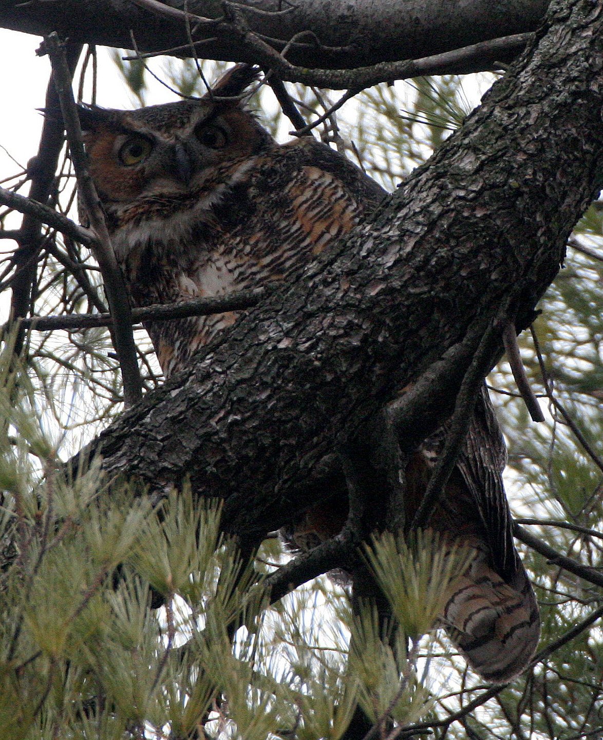 Bubo virginianus - GREAT-HORNED OWL - GENEVA COURTHOUSE ILLINOIS (40).JPG