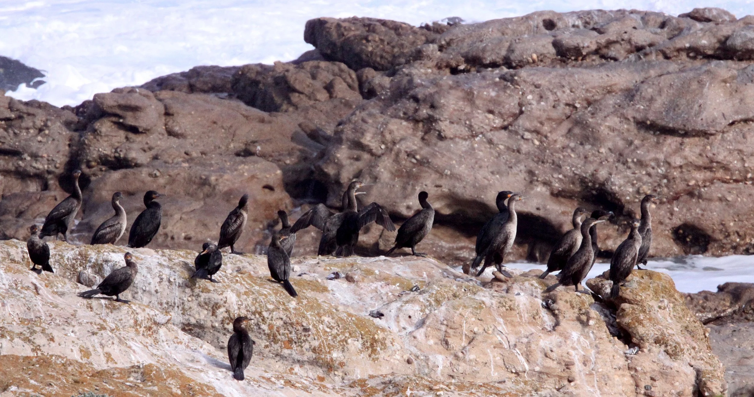 Phalacrocorax capensis - Cape Cormorant - Lambert's Bay South Africa (3).JPG