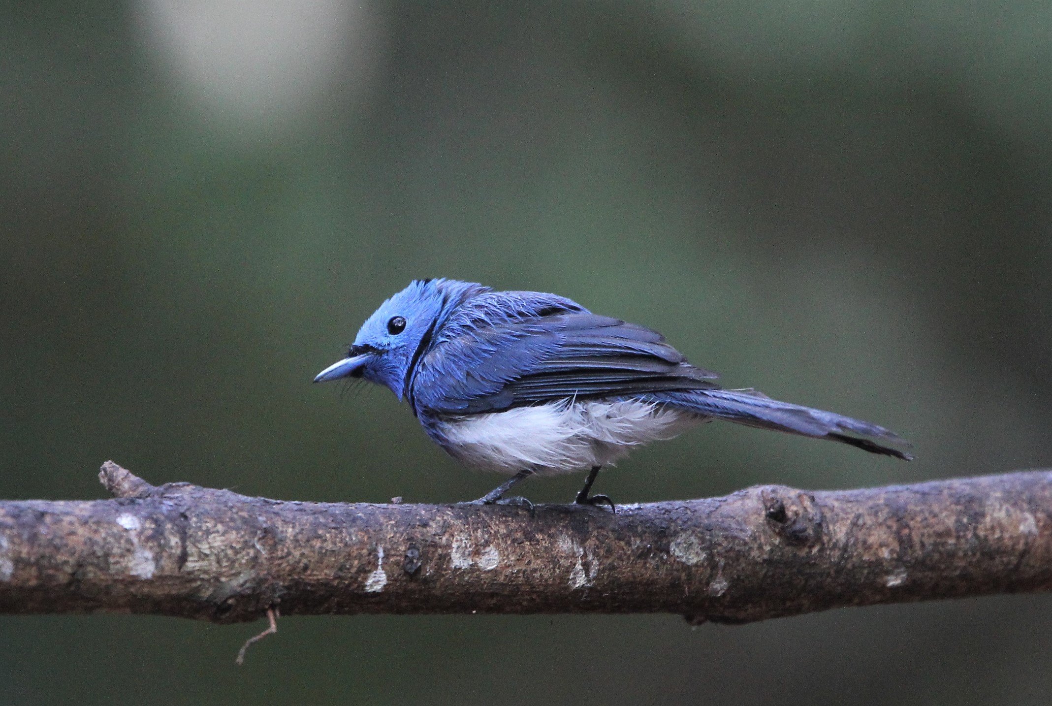 MONARCH - BLACK-NAPED MONARCH - LUNG SIN HIDE KAENG KRACHAN G.jpg