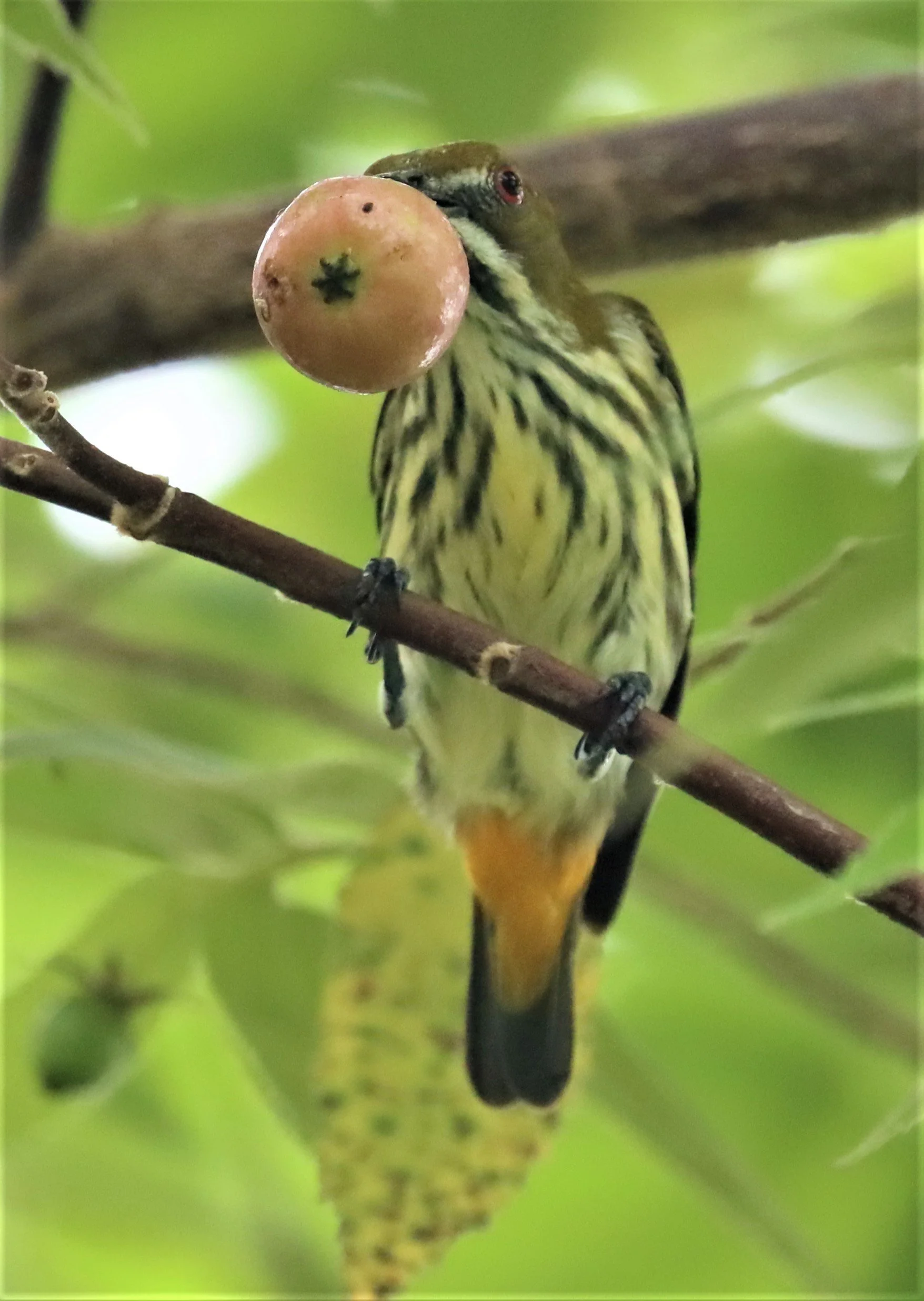 FLOWERPECKER - YELLOW-VENTED FLOWERPECKER - Dicaeum chrysorrheum - BAAN MAKA - IMAGE BY GIFT  (19).jpg