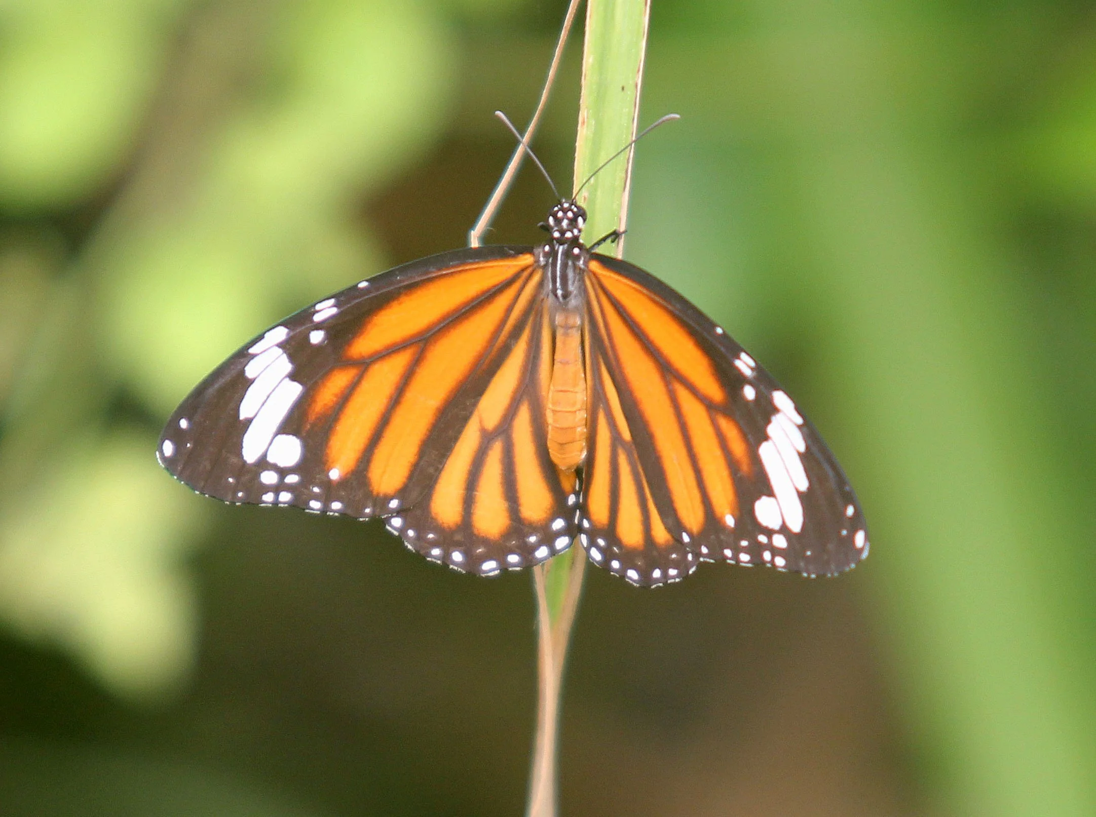 Danaida- Danaus genutia - Koh Kret, Nonthaburi Thailand