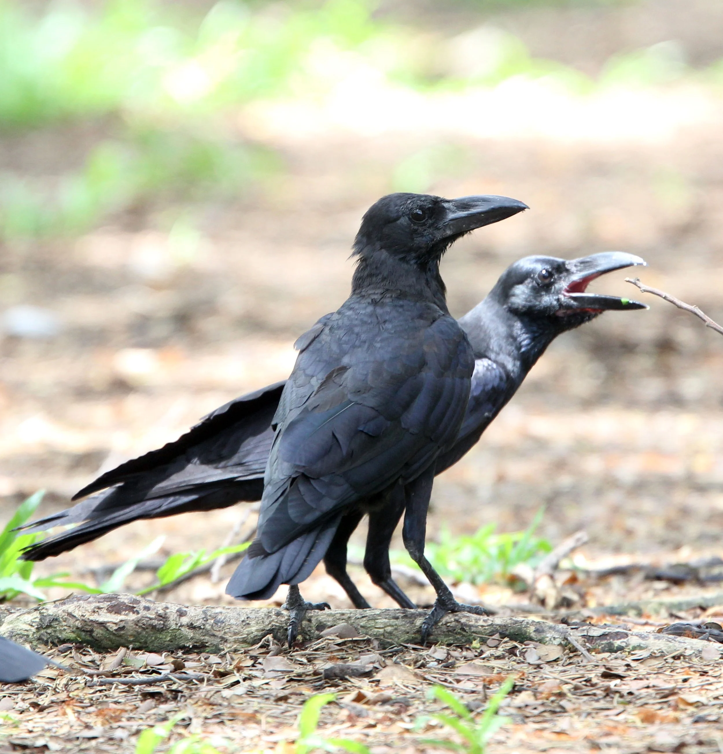 CROW - LARGE-BILLED CROW - Corvus macrorhynchos - LUMPINI PARK BANGKOK THAILAND (5).JPG
