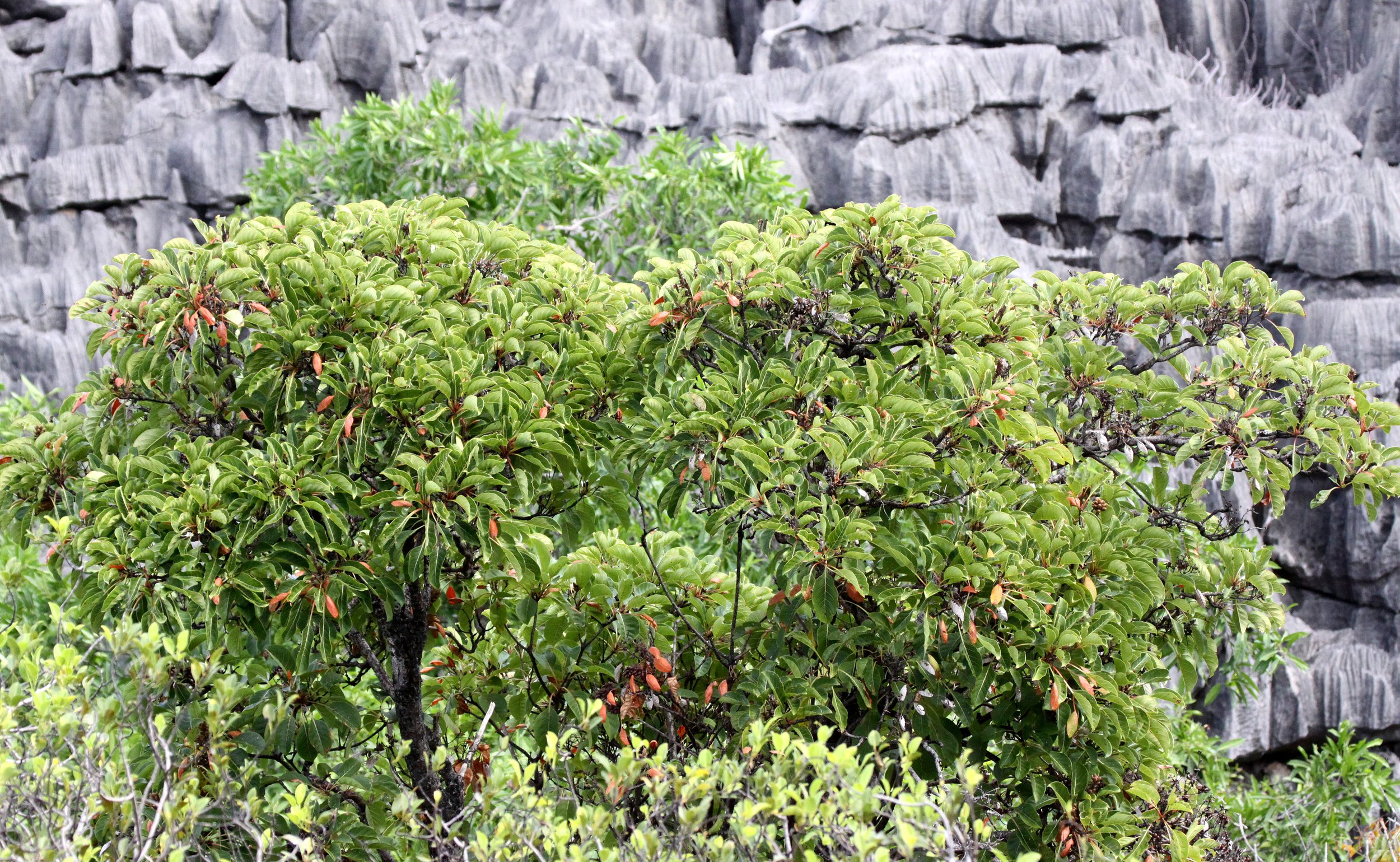 ANKARANA NATIONAL PARK MADAGASCAR - TSINGY FOREST (58).JPG