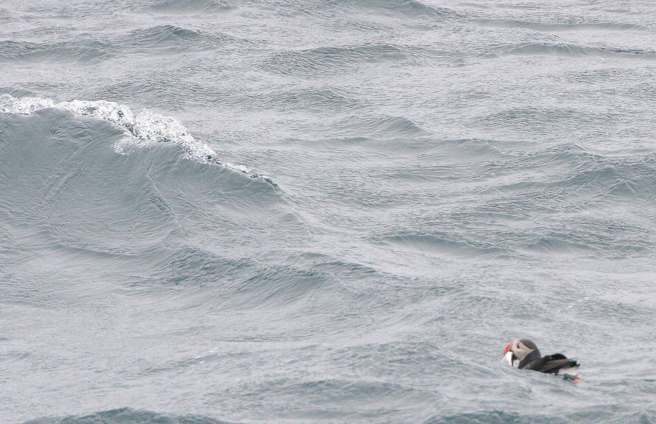 Fratercula arctica - ATLANTIC PUFFIN - SVALBARD (9).jpg