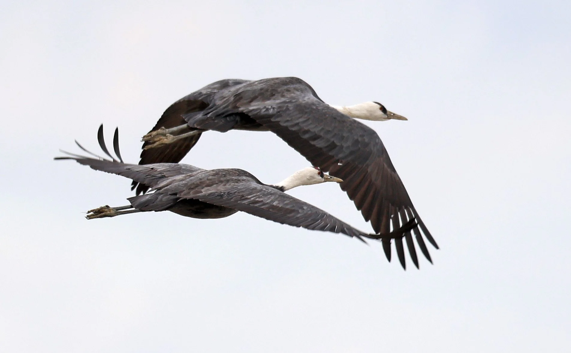 Hooded Crane (Grus monacha) Izumi Crane Park & Center, Izumi Kagoshima Kyushu Japan (104).jpg