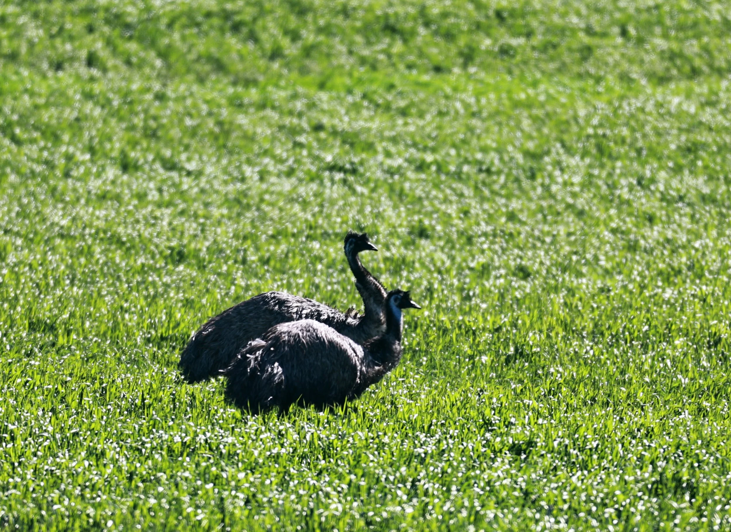 Emu (Dromaius novaehollandiae) Stirling Range NP - Western Australia (26).jpg