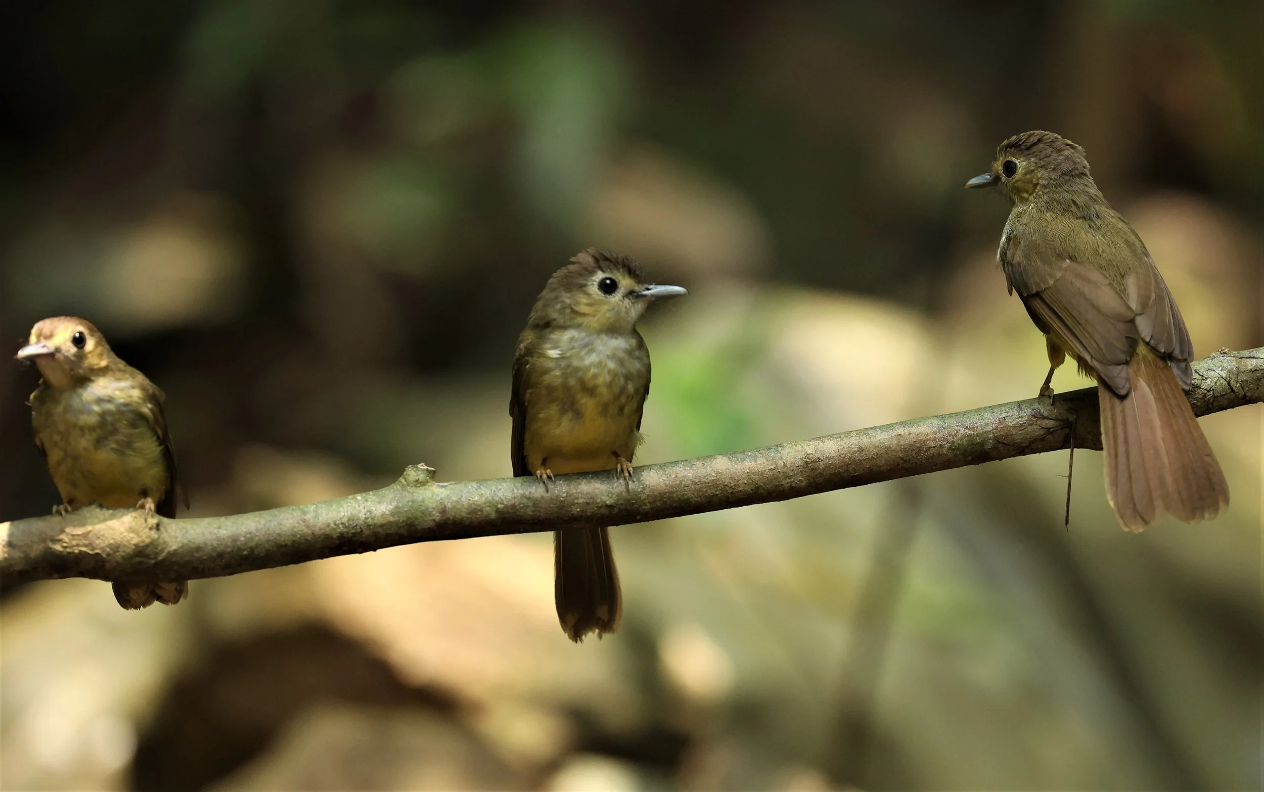 BULBUL - HAIRY-BACKED BULBUL - Tricholestes criniger - KRUNG CHING, KHAO LUANG NP NST, APRIL 2022 (17).jpg