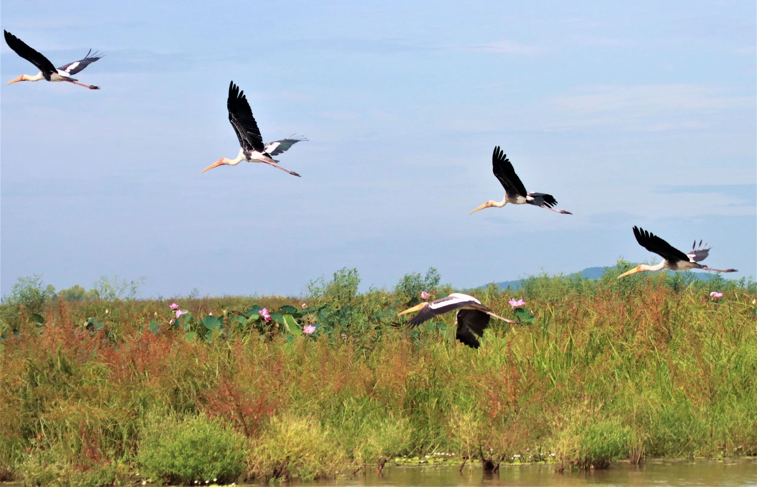 STORK - PAINTED STORK - Mycteria leucocephala - BUENG BORAPHET NAKHON SAWAN AUGUST 2021 (63).jpg