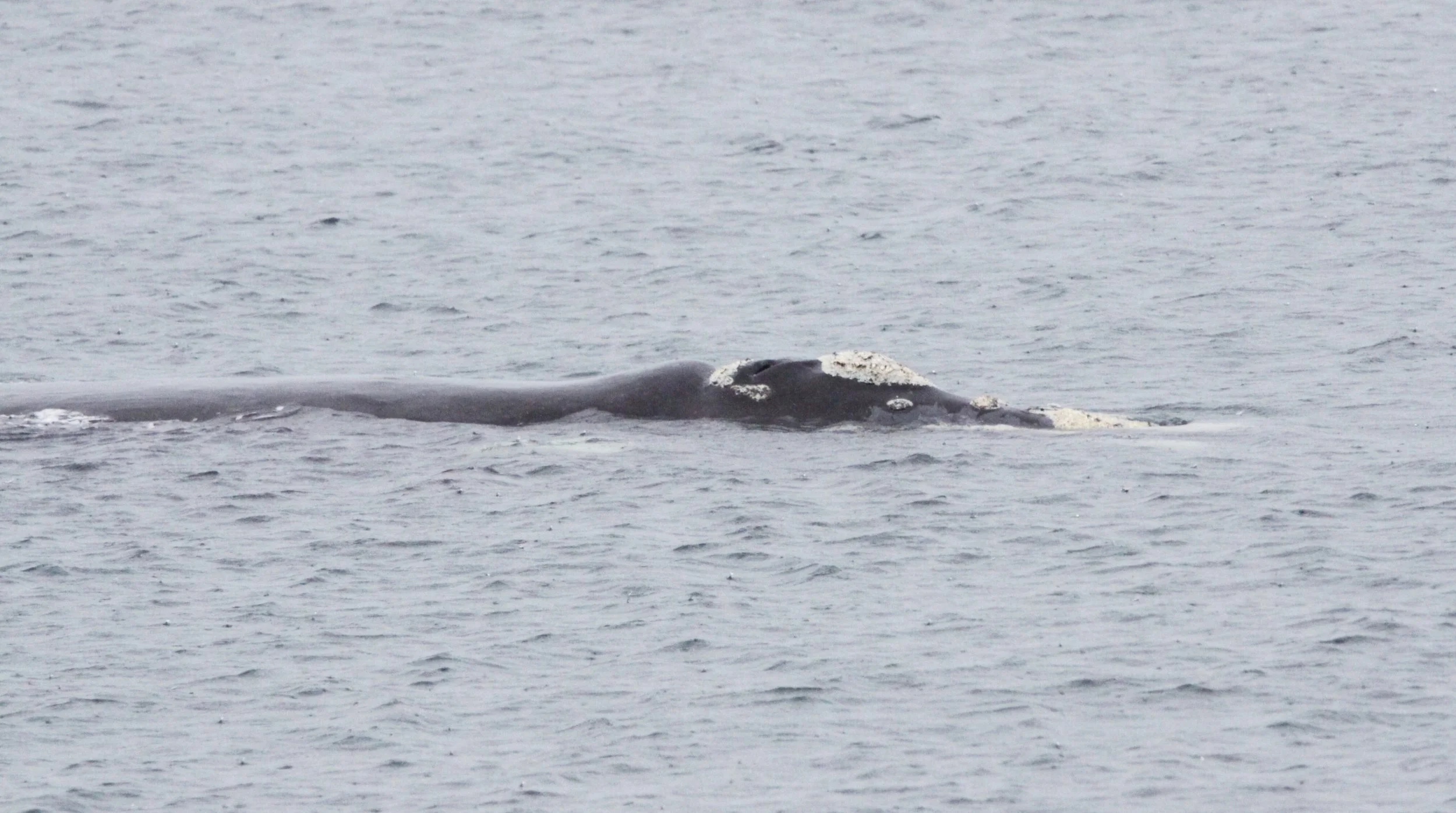 Eubalaena australis - SOUTHERN RIGHT WHALE - WEST COAST NATIONAL PARK SOUTH AFRICA (6).JPG
