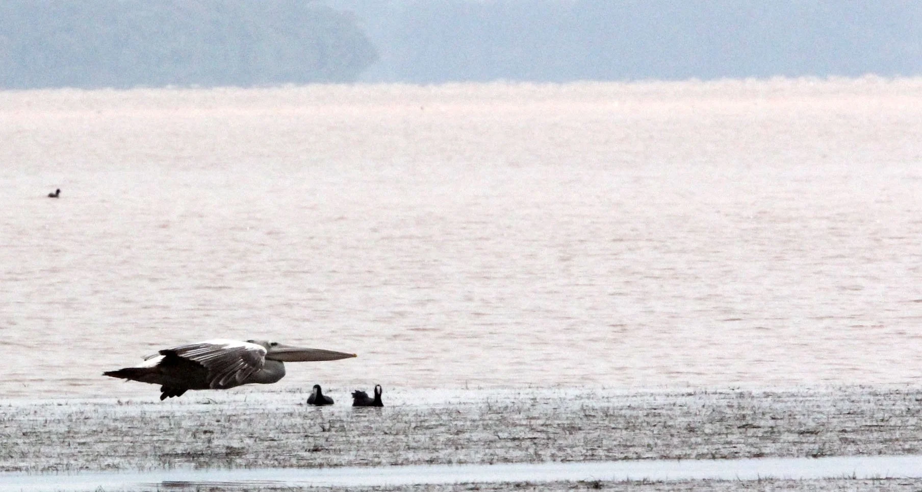 Pelecanus rufescens - PINK-BACKED PELICAN - LANGANO LAKE ETHIOPIA (16).JPG