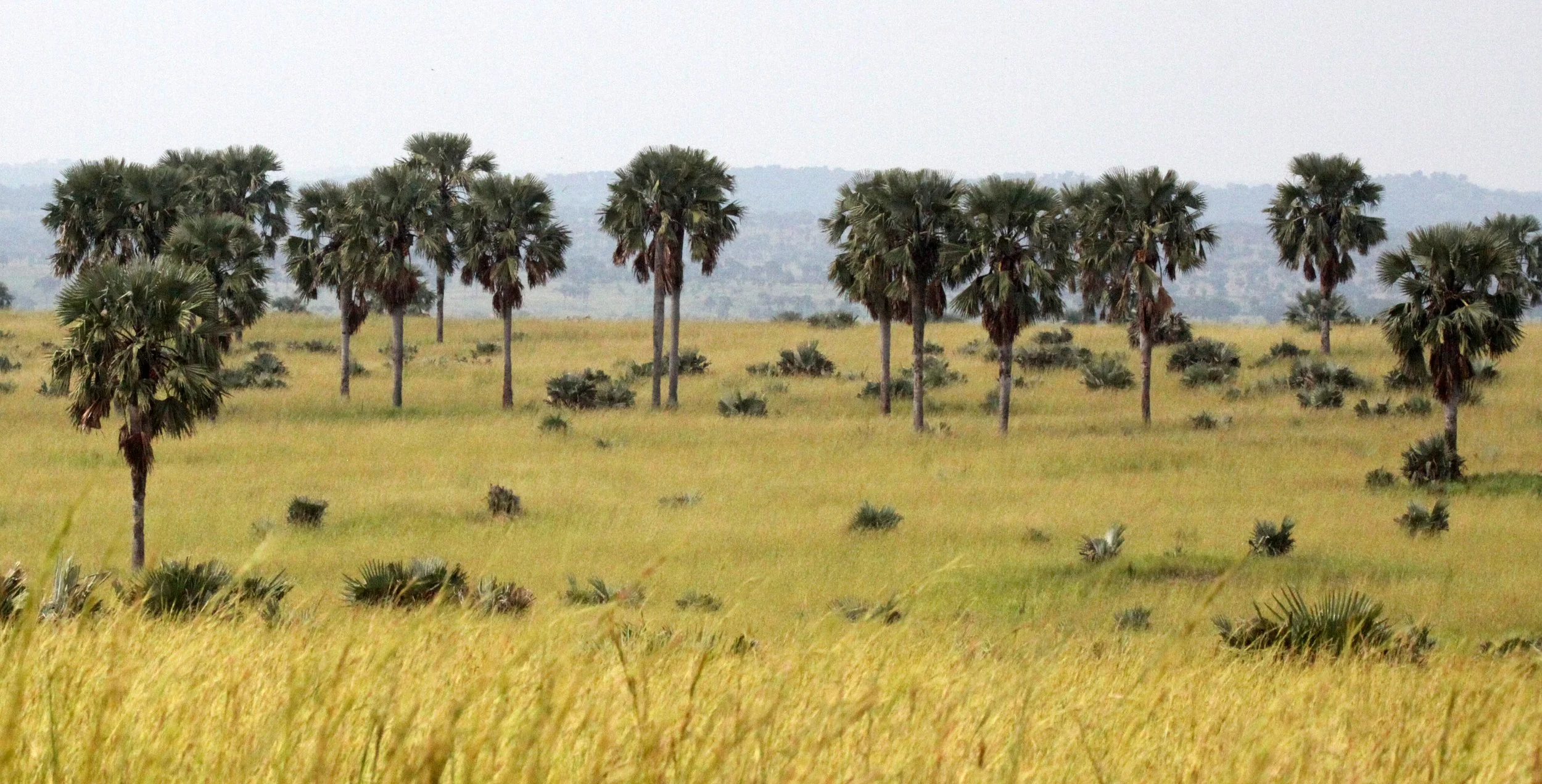 MURCHISON FALLS NP UGANDA (30).JPG